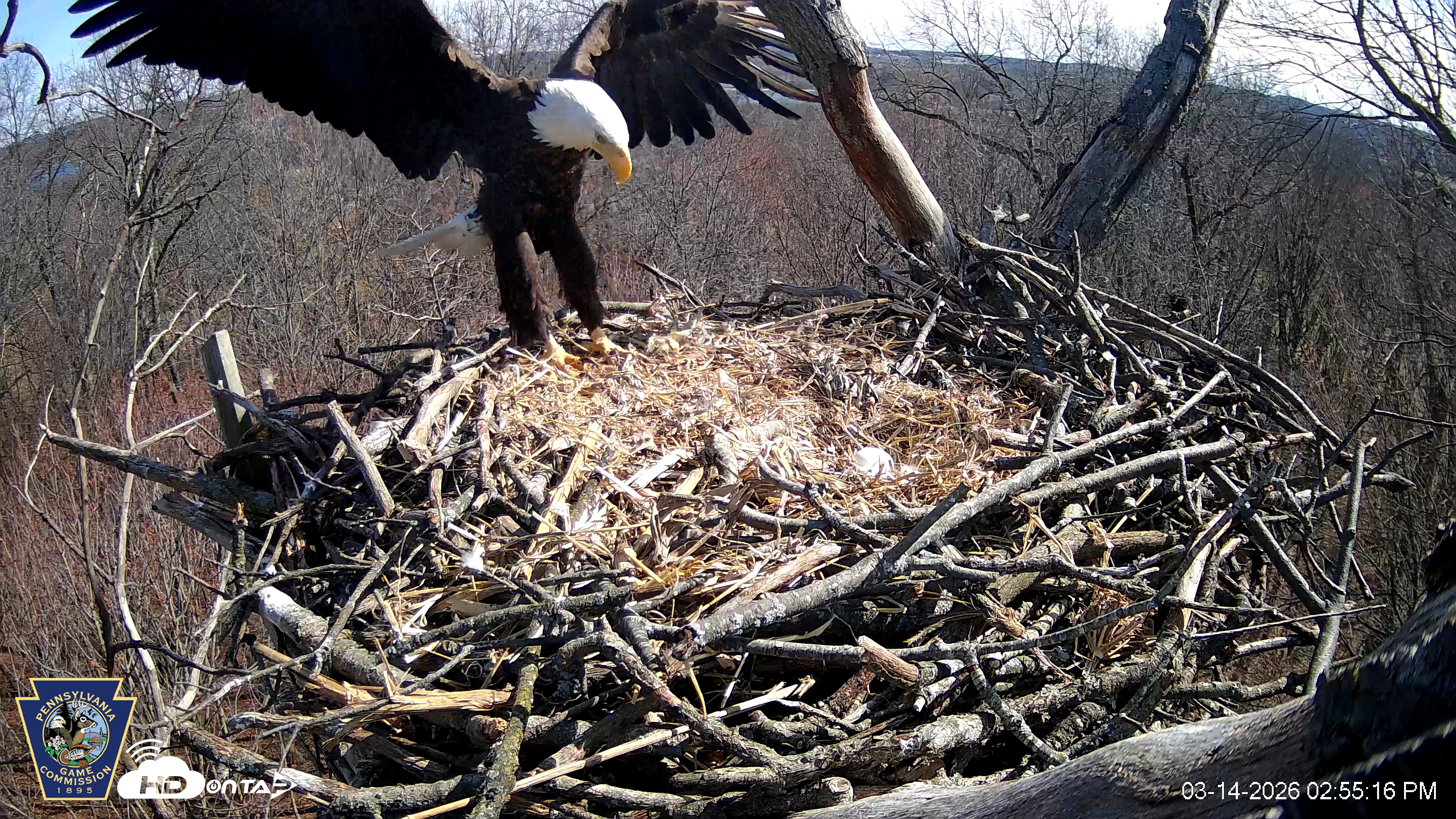 Snapshot of Hanover Eagles Live Cam taken Mar 14, 2026, 2:55pm EDT
