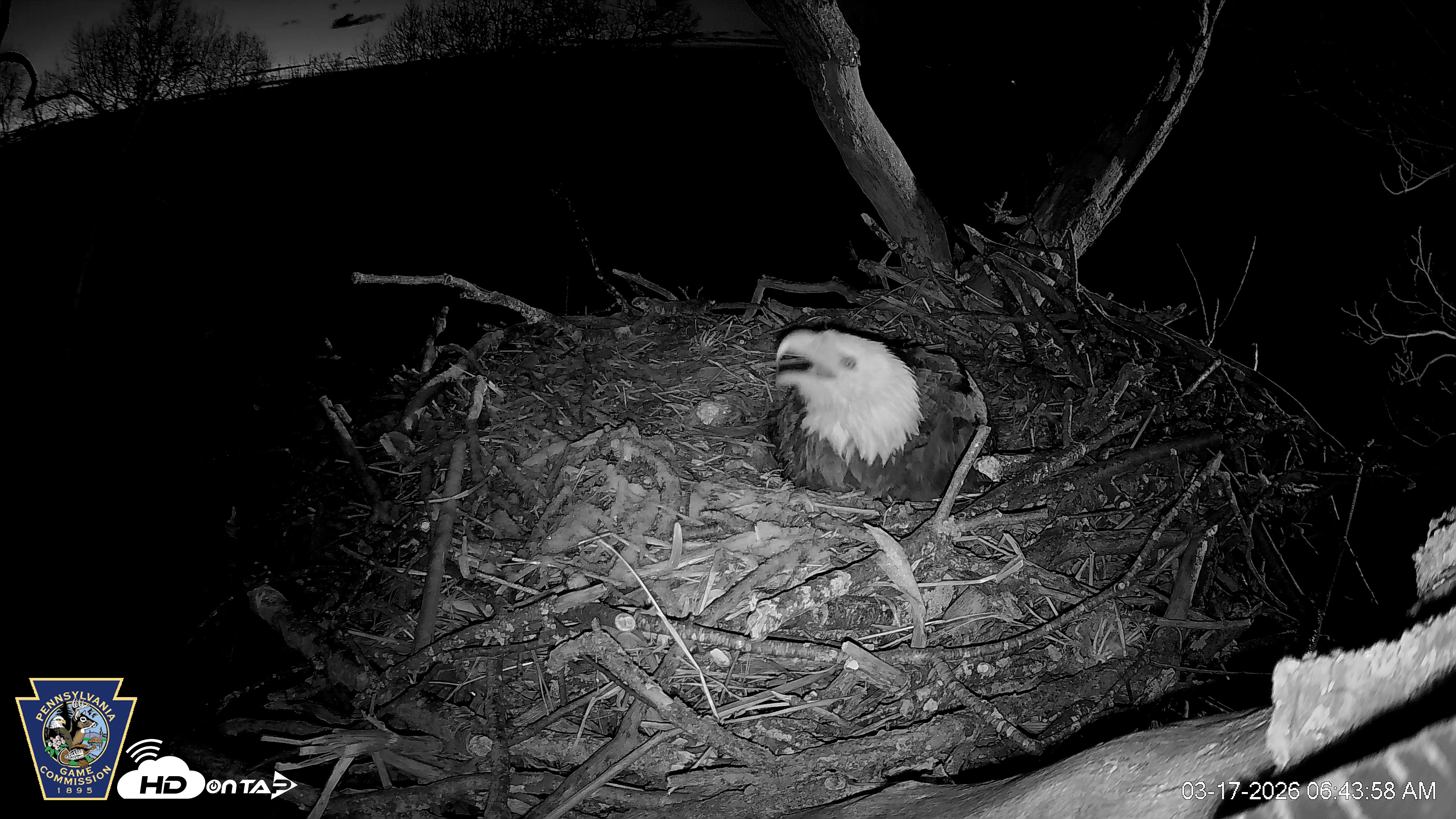 Snapshot of Hanover Eagles Live Cam taken Mar 17, 2026, 6:43am EDT