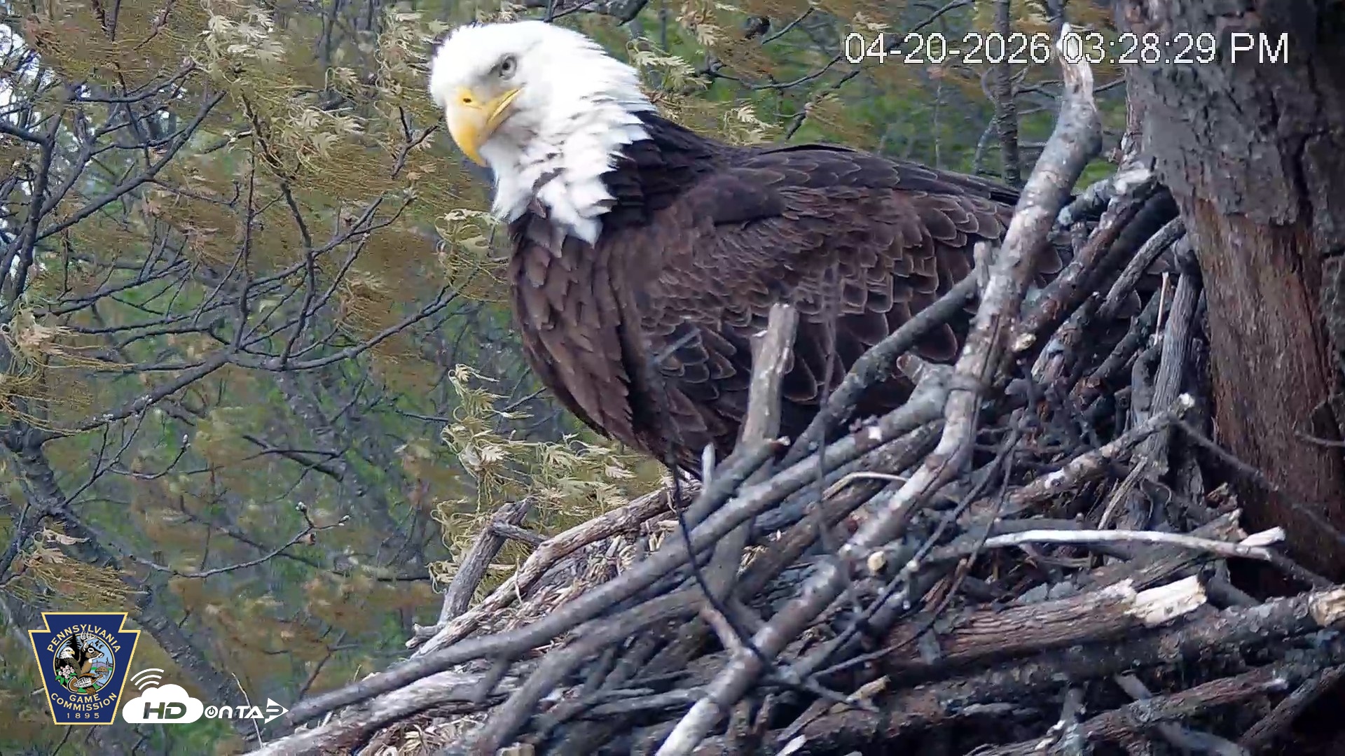 Snapshot of Hanover Eagles Live Cam taken Apr 20, 2026, 3:29pm EDT