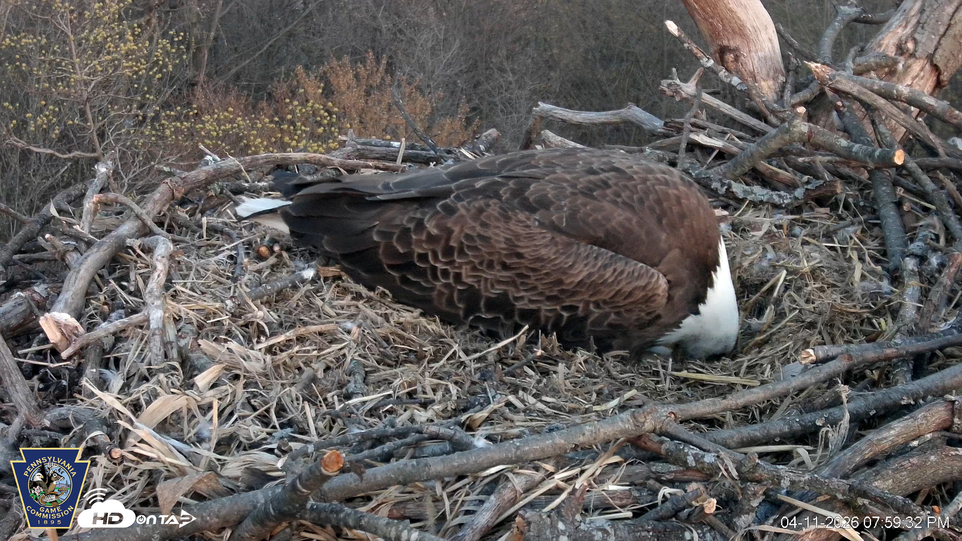 Snapshot of Hanover Eagles Live Cam taken Apr 11, 2026, 8:00pm EDT