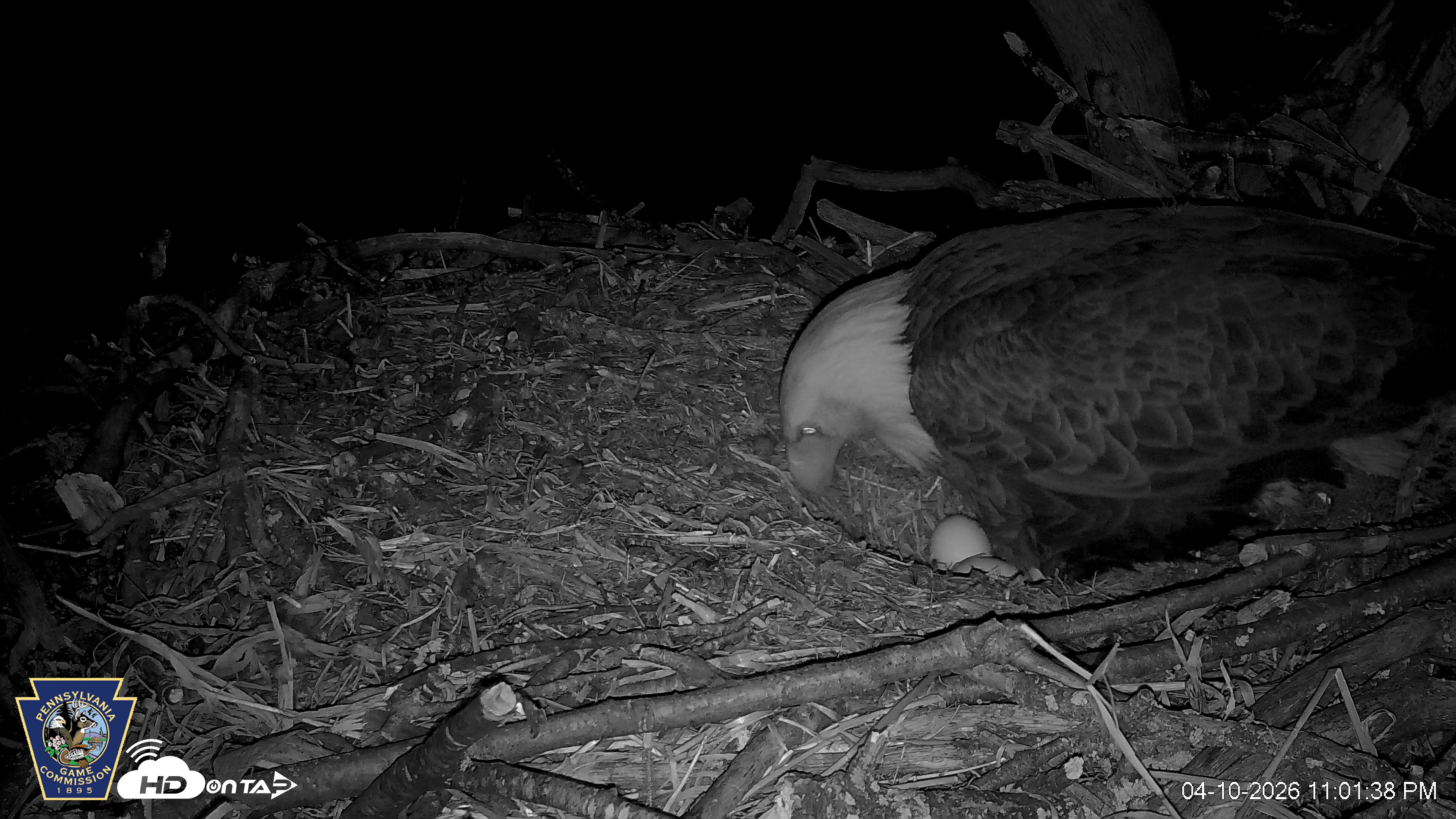 Snapshot of Hanover Eagles Live Cam taken Apr 10, 2026, 11:02pm EDT