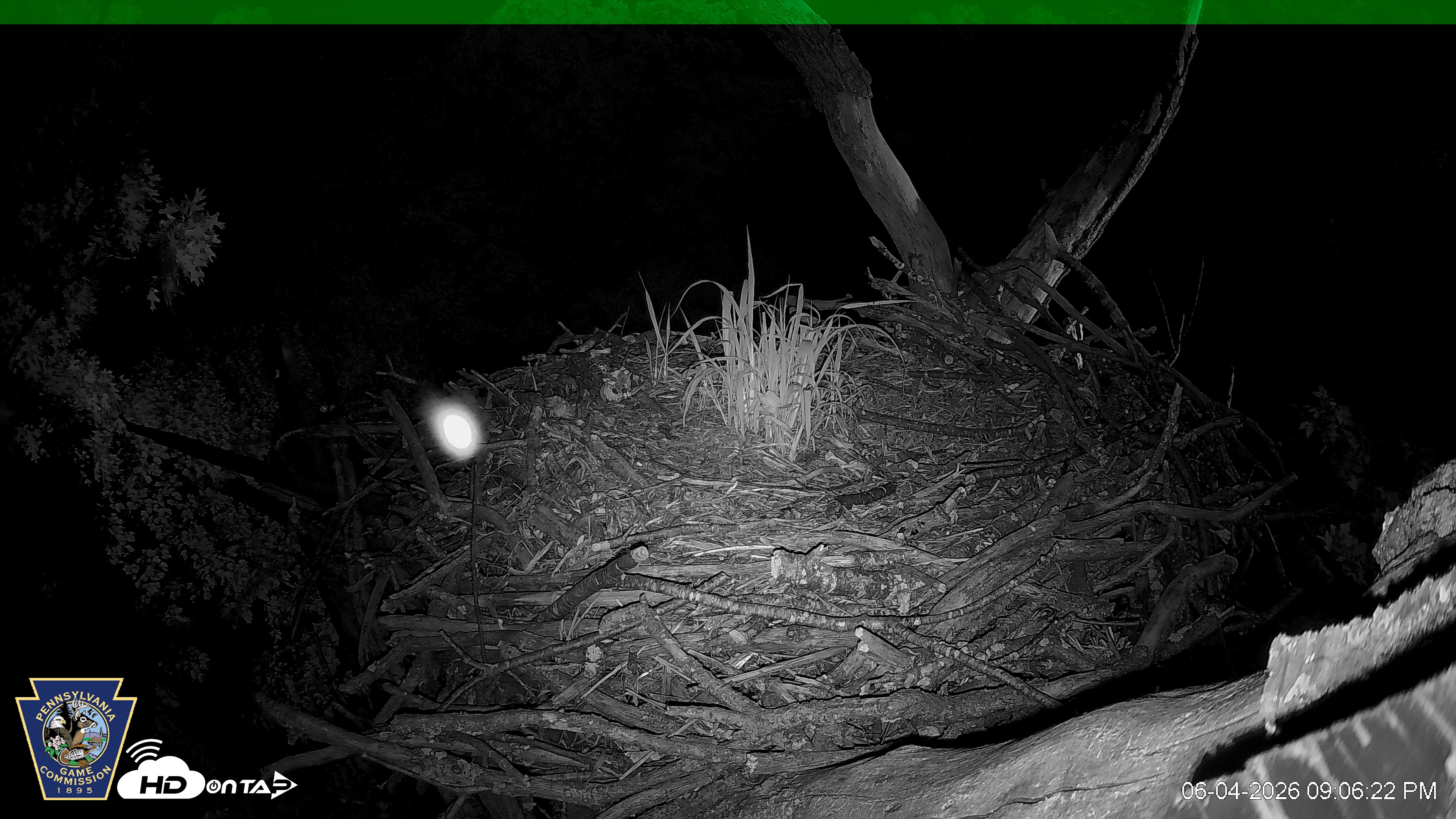 Snapshot of Hanover Eagles Live Cam taken Jun 4, 2026, 9:46pm EDT