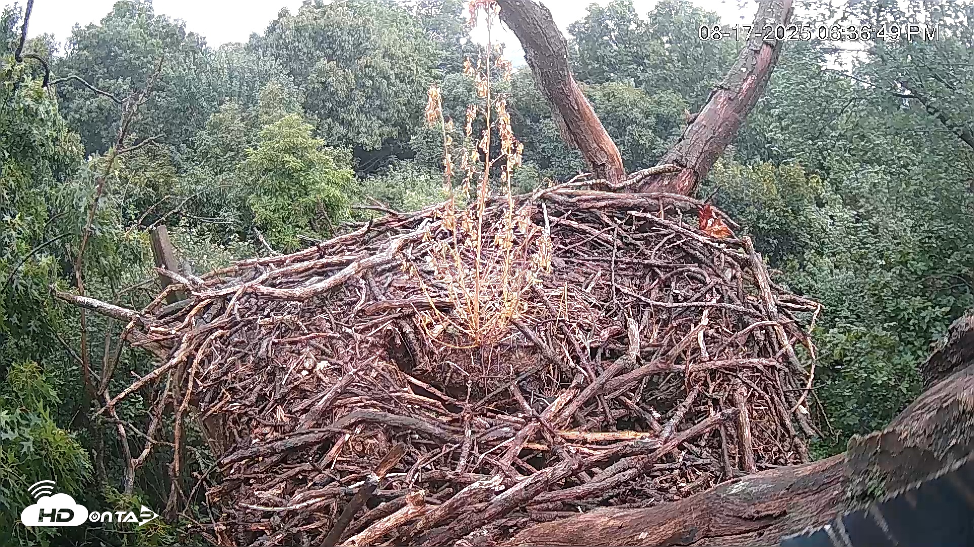 Snapshot of Hanover Eagles Live Cam taken Aug 17, 2025, 6:36pm EDT
