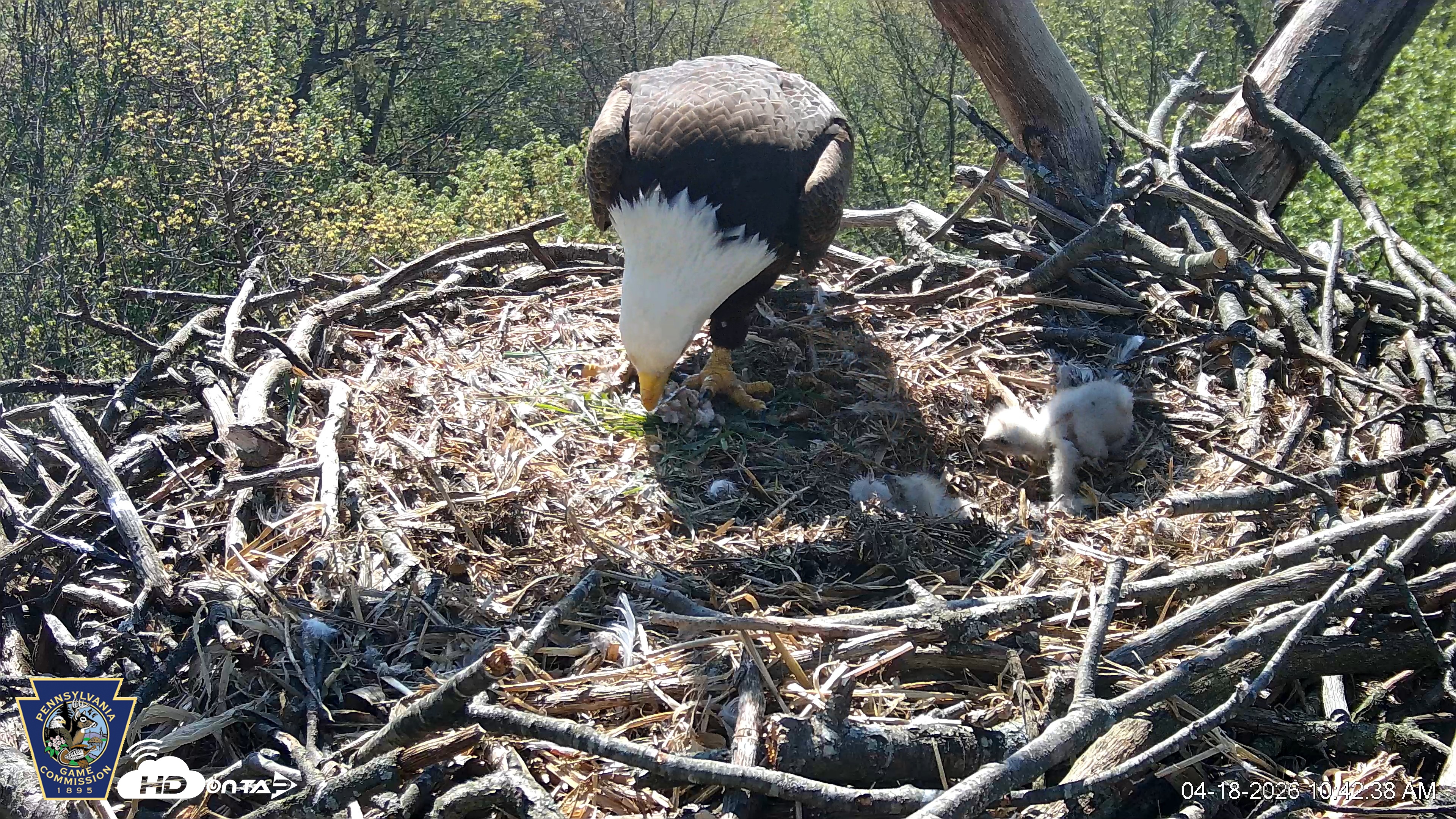 Snapshot of Hanover Eagles Live Cam taken Apr 18, 2026, 10:42am EDT