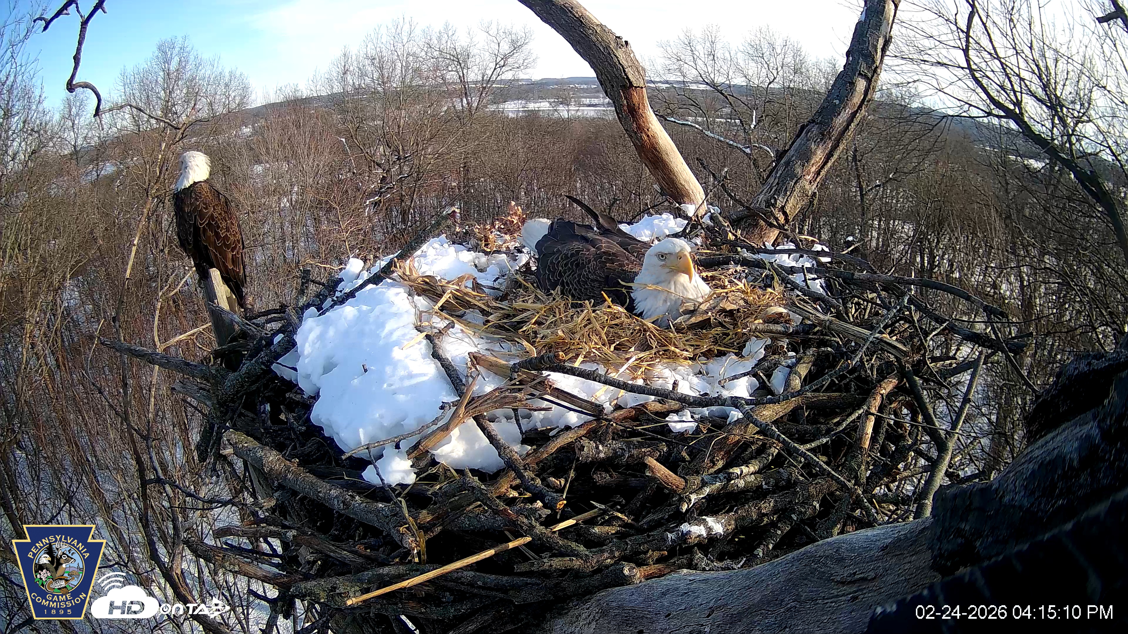 Snapshot of Hanover Eagles Live Cam taken Feb 24, 2026, 4:15pm EST
