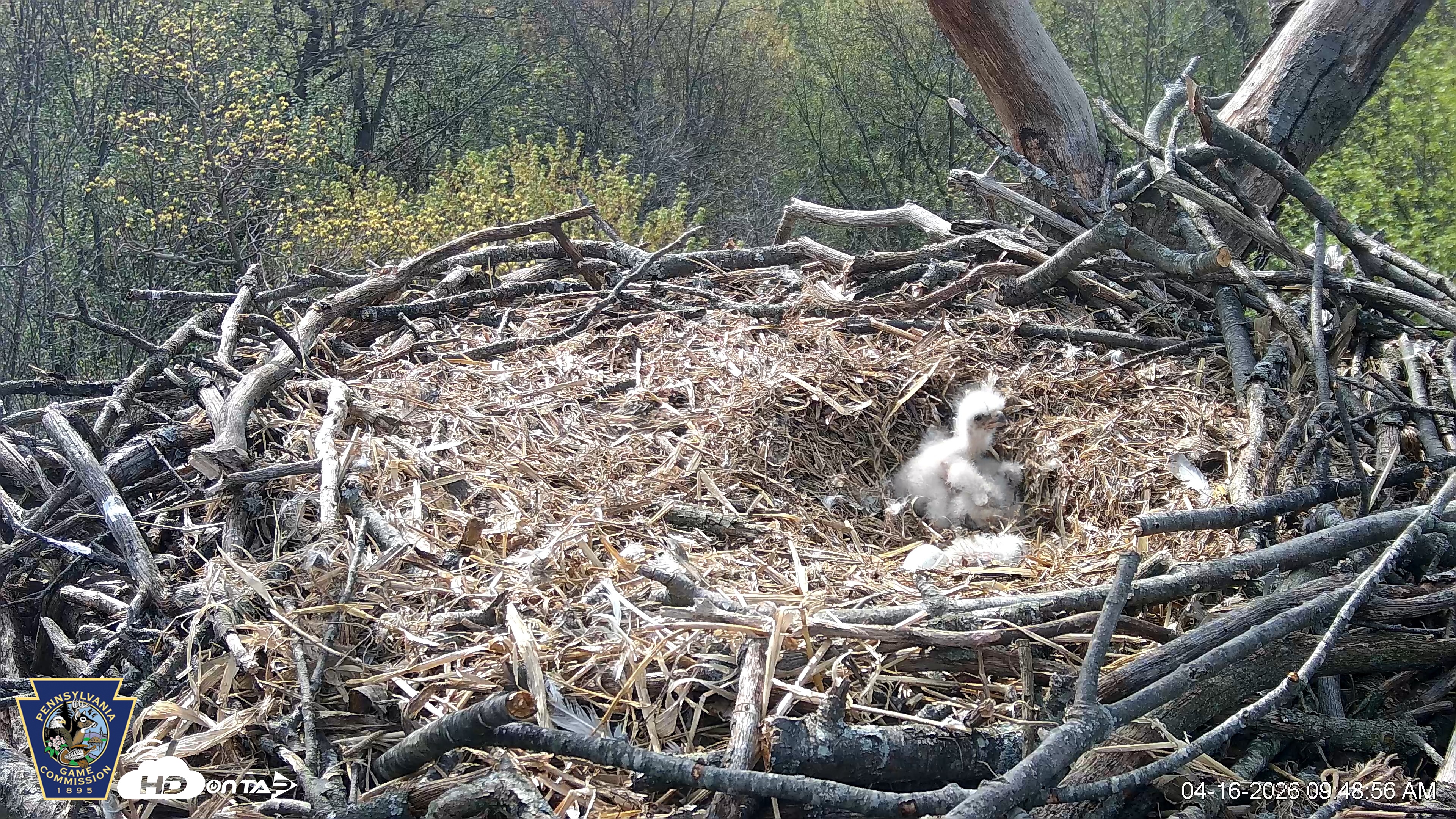 Snapshot of Hanover Eagles Live Cam taken Apr 16, 2026, 9:49am EDT