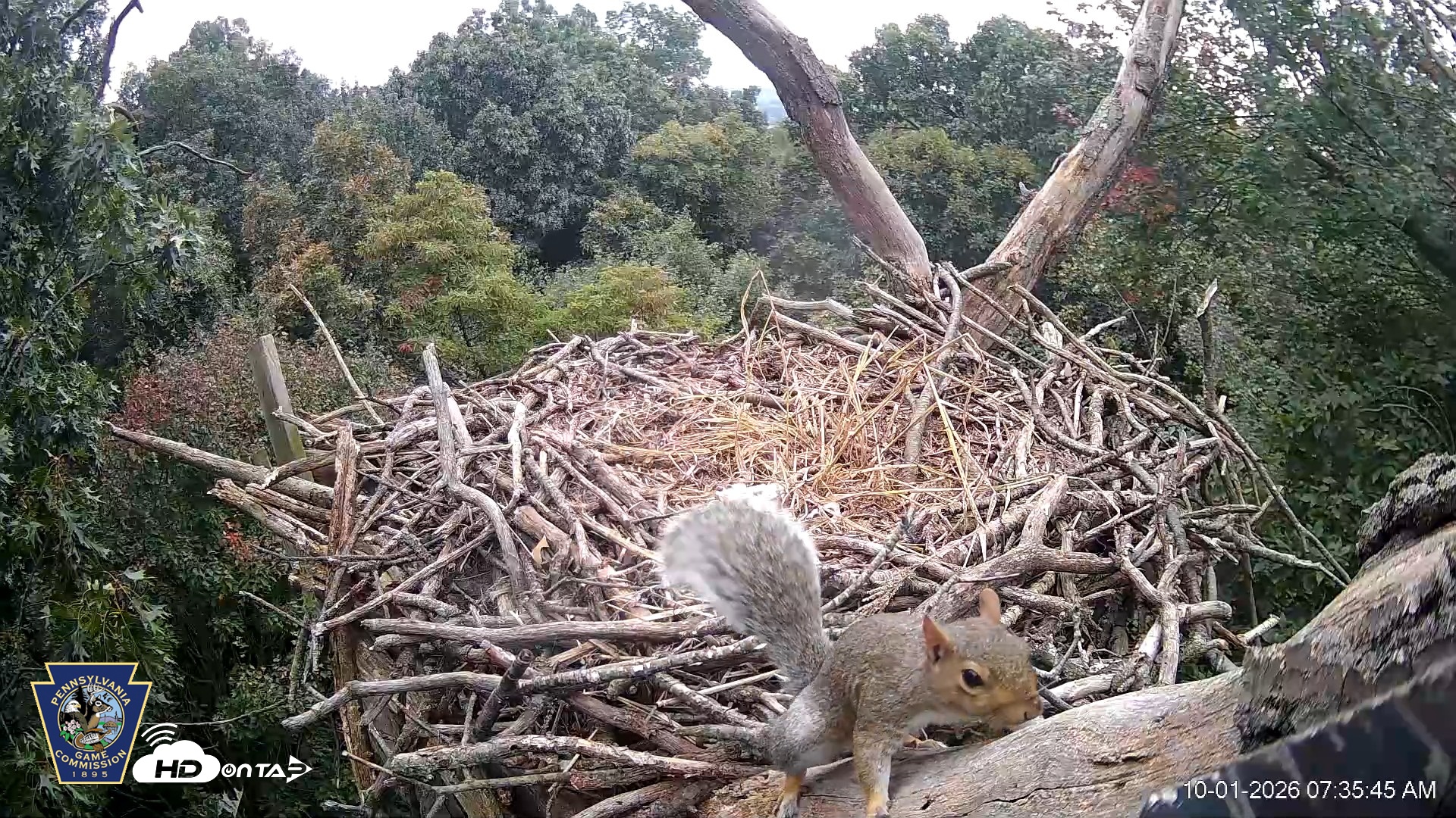 Snapshot of Hanover Eagles Live Cam taken Oct 1, 2026, 7:36am EDT