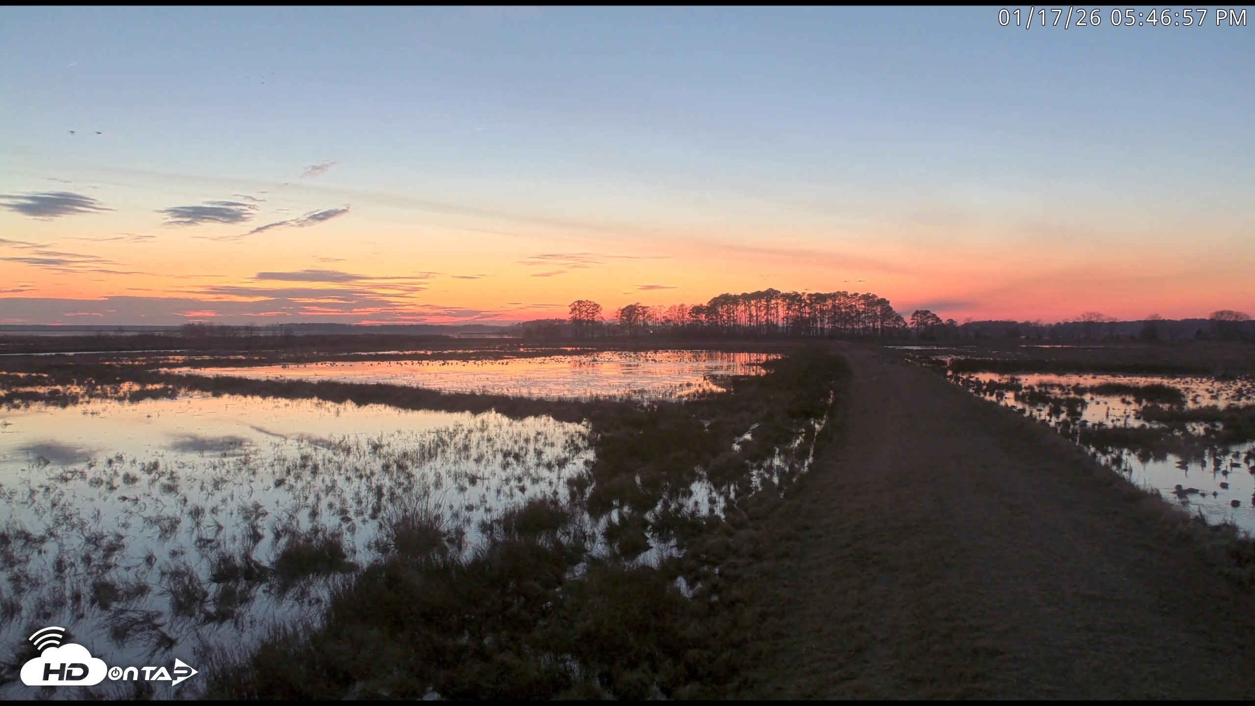 Snapshot of Blackwater Wildlife Refuge Waterfowl Live Webcam taken Jan 17, 2026, 5:47pm EST
