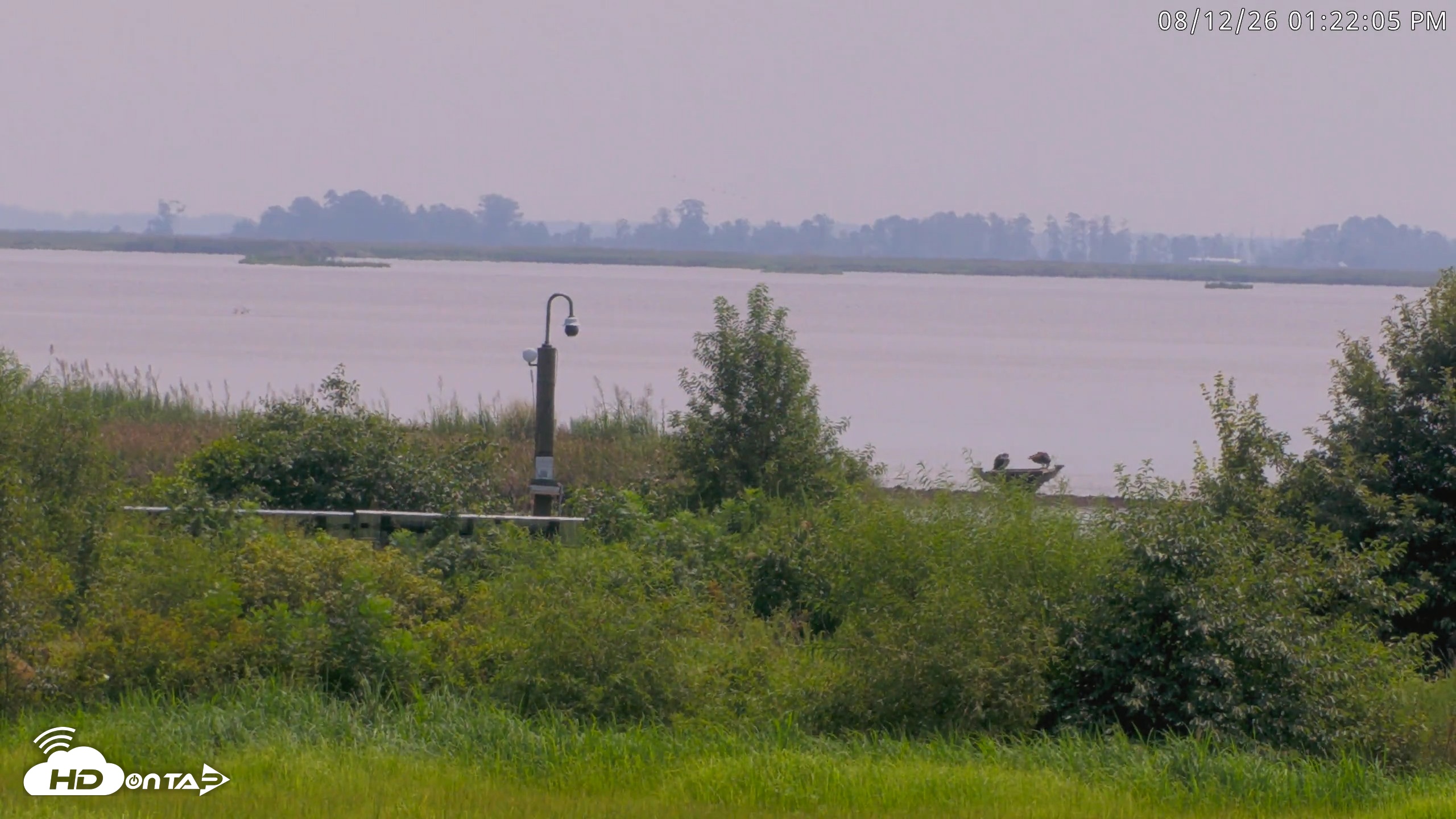 Snapshot of Blackwater Wildlife Refuge Waterfowl Live Webcam taken Aug 12, 2026, 1:22pm EDT