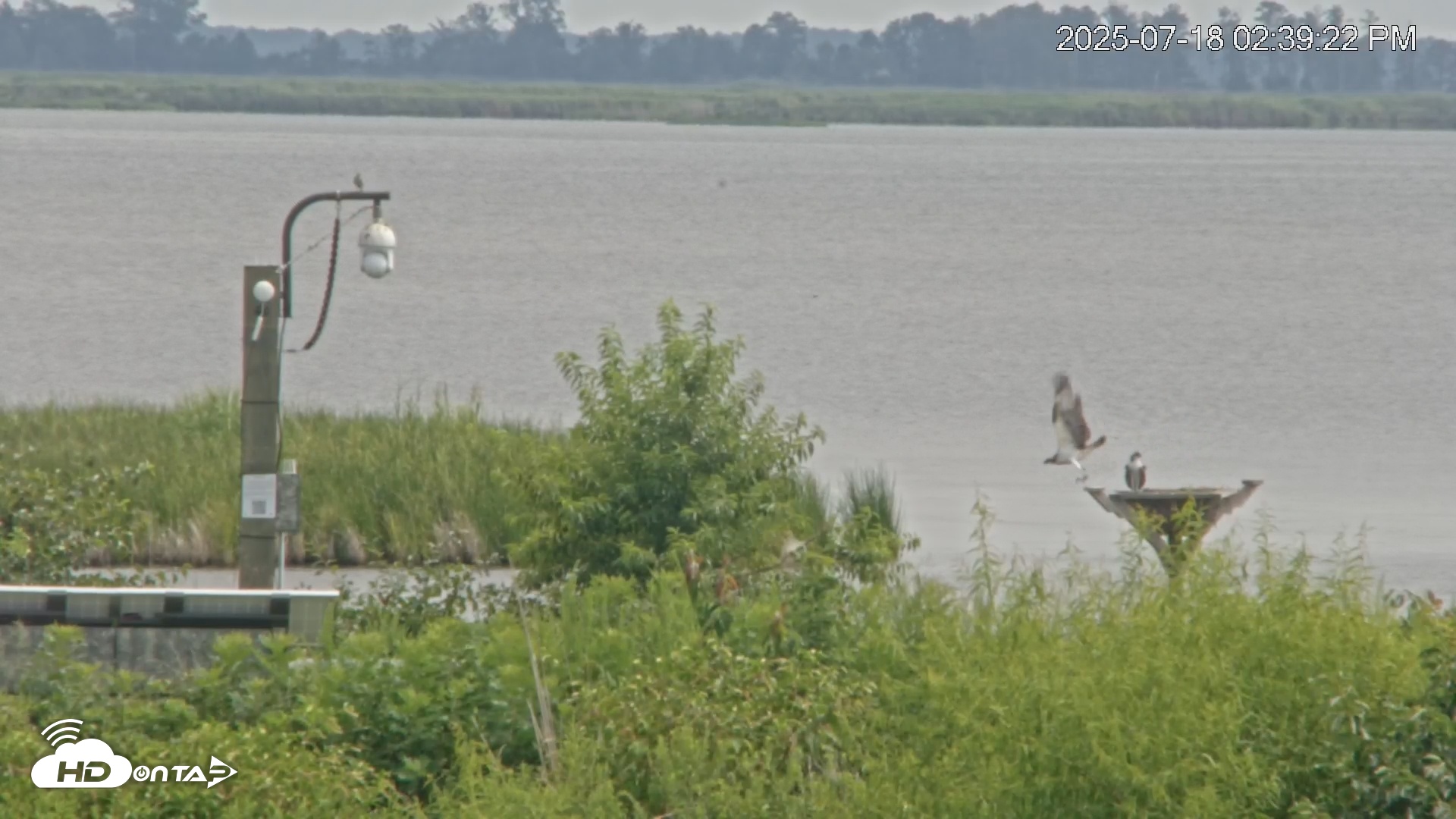 Snapshot of Blackwater Wildlife Refuge Waterfowl Live Webcam taken Jul 18, 2025, 2:41pm EDT