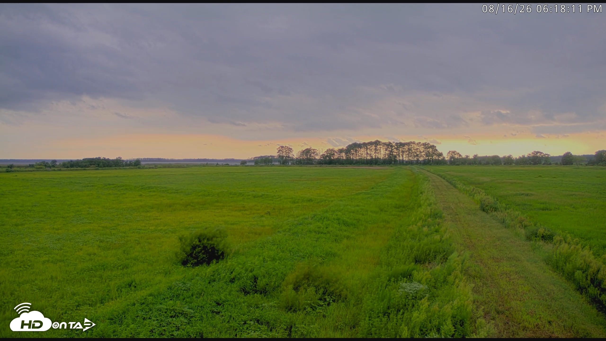 Snapshot of Blackwater Wildlife Refuge Waterfowl Live Webcam taken Aug 16, 2026, 6:18pm EDT