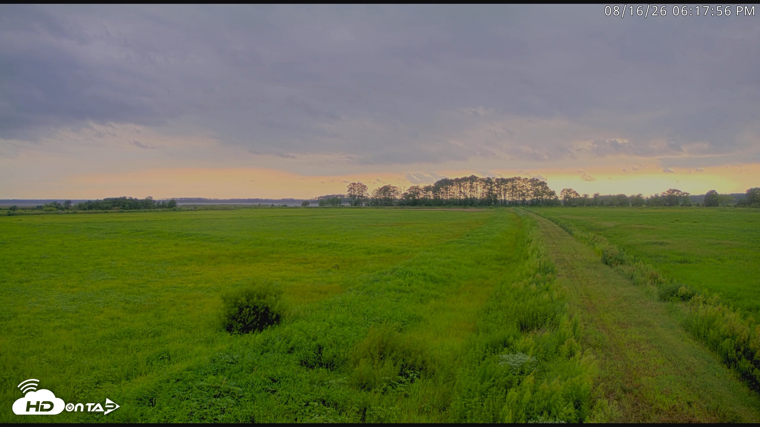 Snapshot of Blackwater Wildlife Refuge Waterfowl Live Webcam taken Aug 16, 2026, 6:18pm EDT