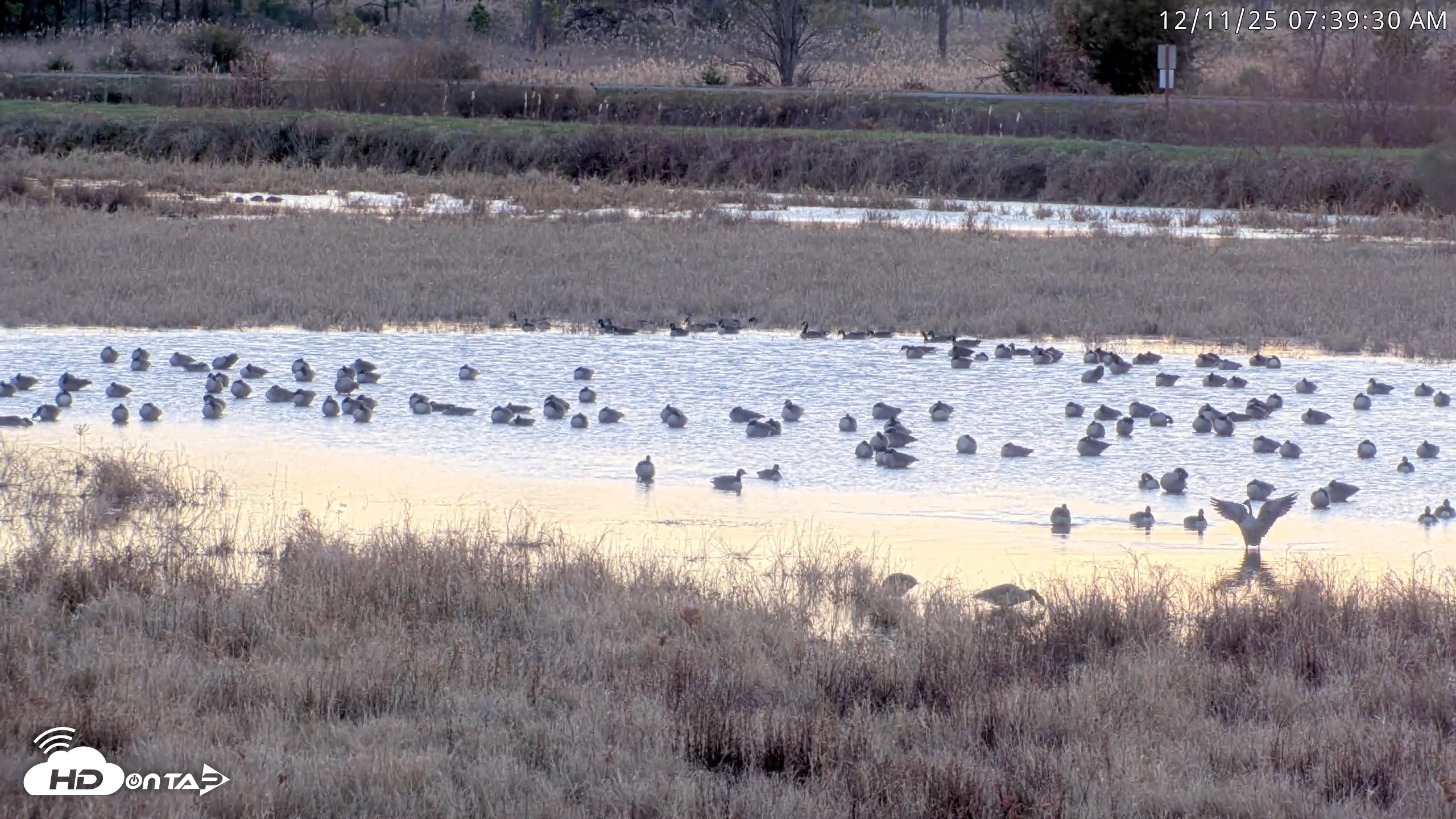 Snapshot of Blackwater Wildlife Refuge Waterfowl Live Webcam taken Dec 11, 2025, 7:38am EST