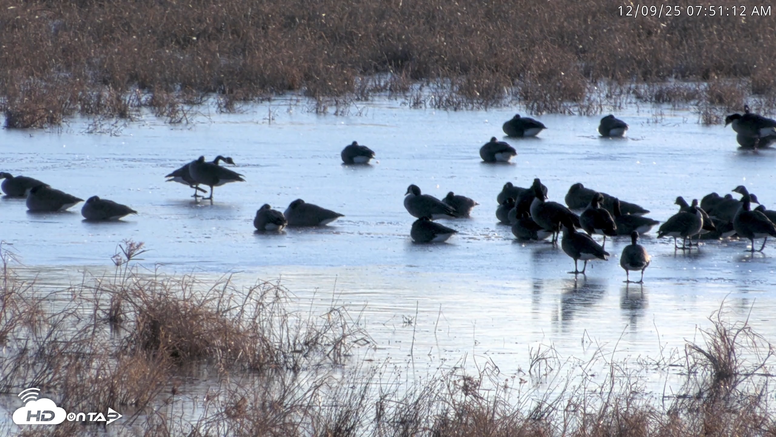 Snapshot of Blackwater Wildlife Refuge Waterfowl Live Webcam taken Dec 9, 2025, 7:49am EST