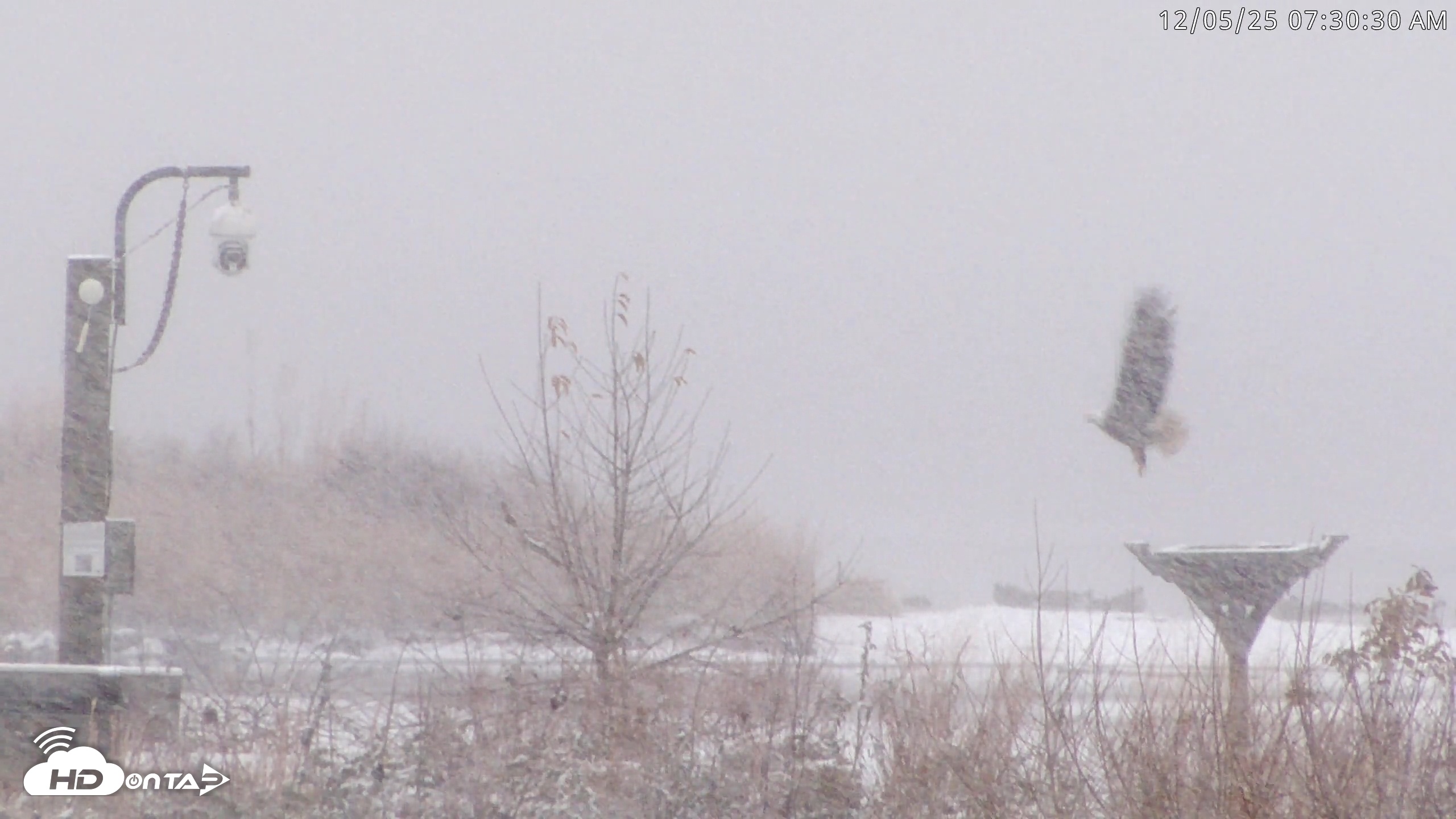 Snapshot of Blackwater Wildlife Refuge Waterfowl Live Webcam taken Dec 5, 2025, 7:29am EST