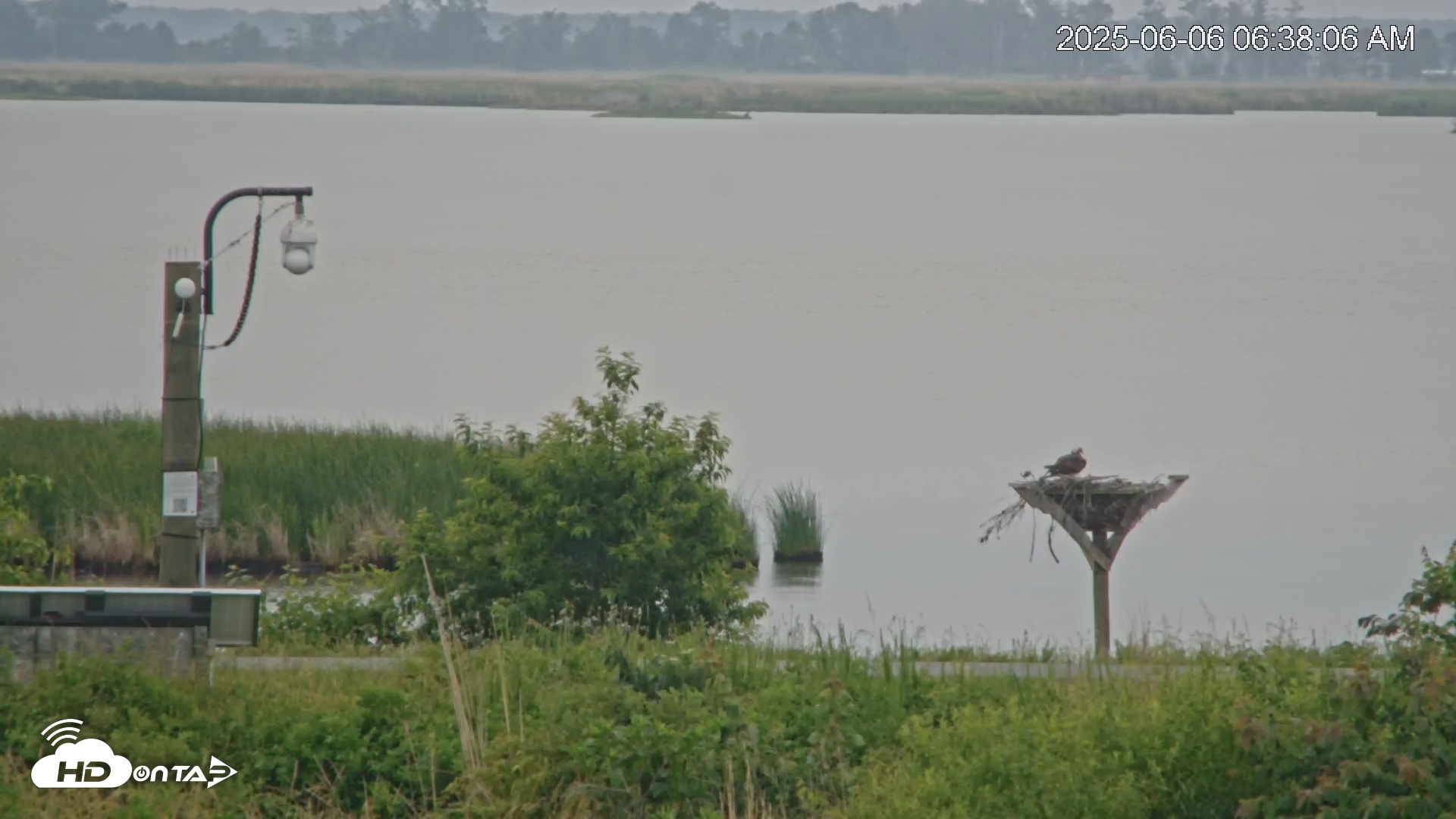 Snapshot of Blackwater Wildlife Refuge Waterfowl Live Webcam taken Jun 6, 2025, 6:38am EDT