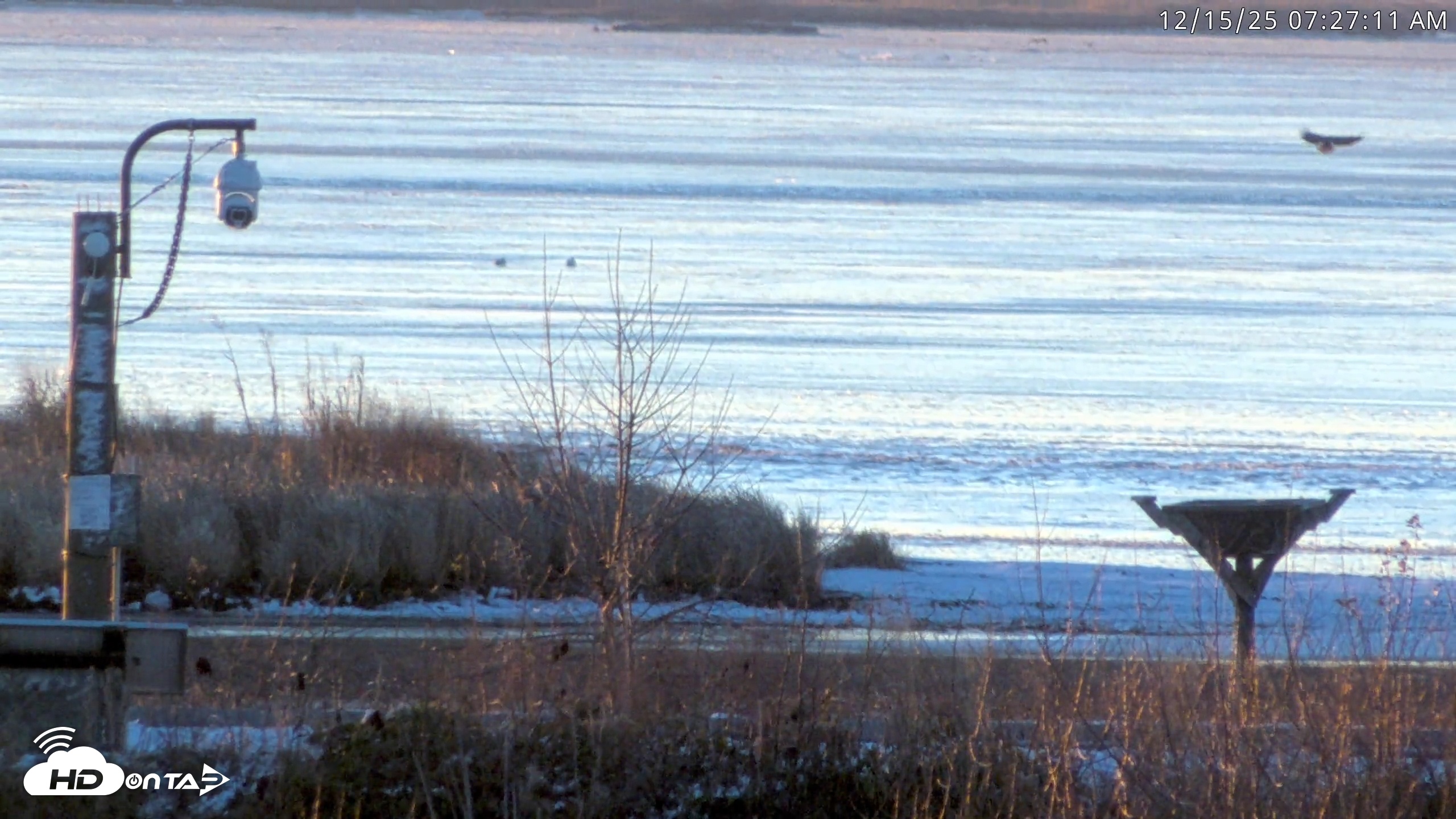 Snapshot of Blackwater Wildlife Refuge Waterfowl Live Webcam taken Dec 15, 2025, 7:25am EST