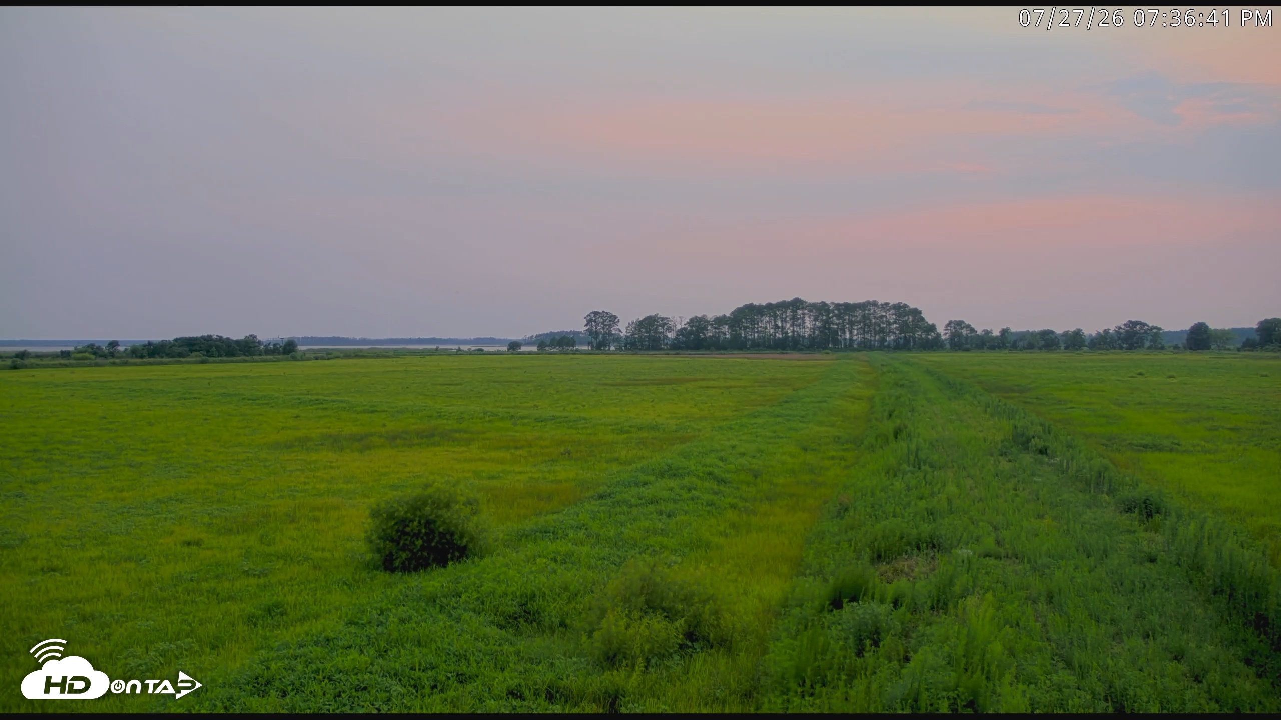 Snapshot of Blackwater Wildlife Refuge Waterfowl Live Webcam taken Jul 27, 2026, 7:37pm EDT