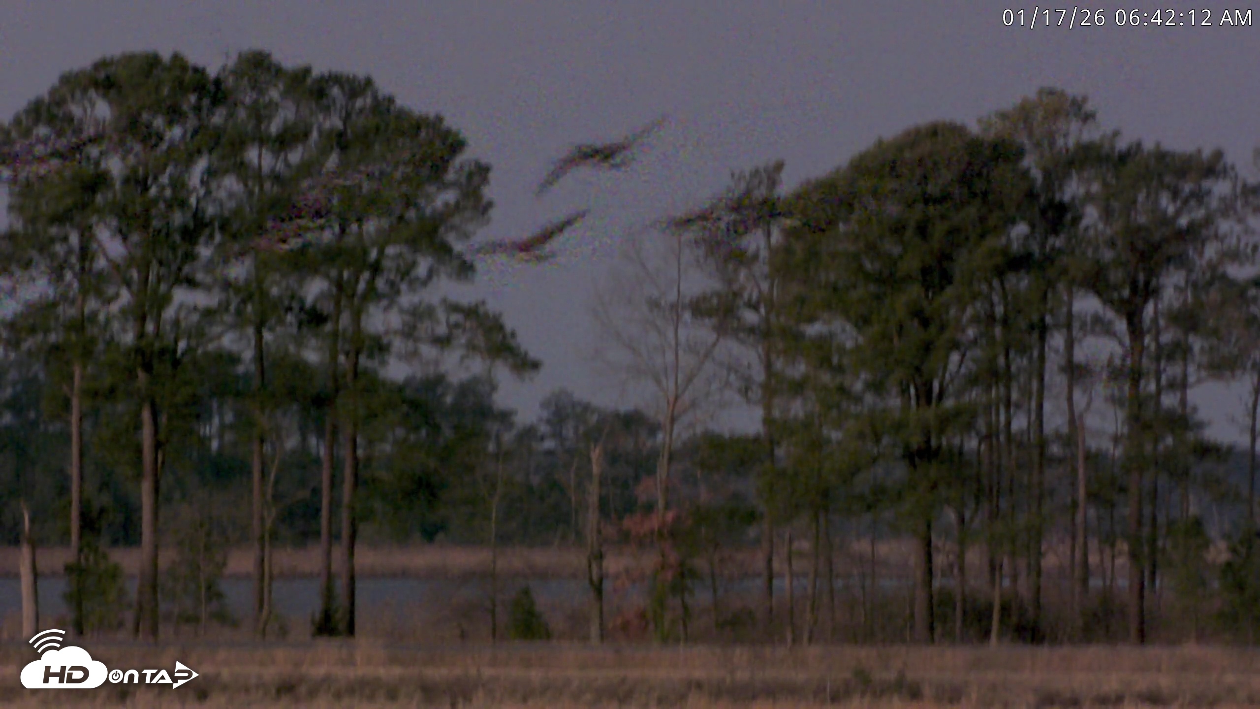 Snapshot of Blackwater Wildlife Refuge Waterfowl Live Webcam taken Jan 17, 2026, 6:42am EST