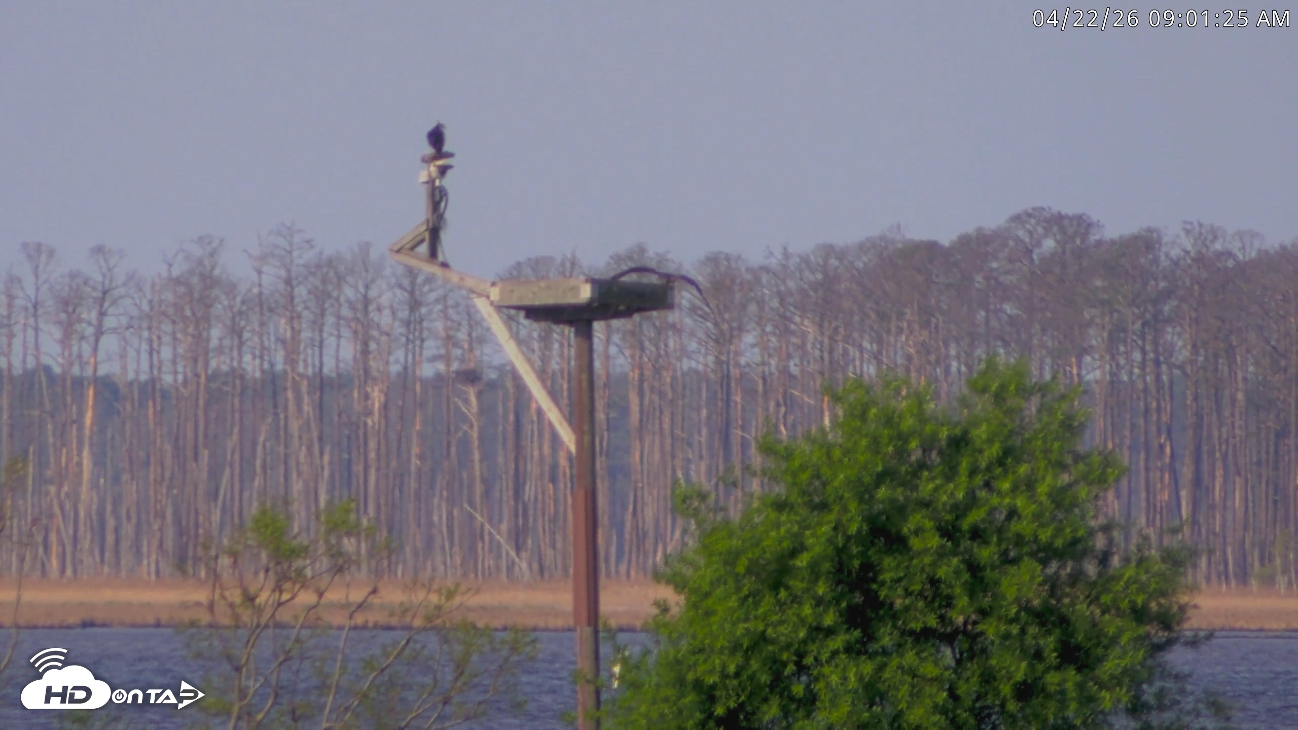 Snapshot of Blackwater Wildlife Refuge Waterfowl Live Webcam taken Apr 22, 2026, 9:02am EDT