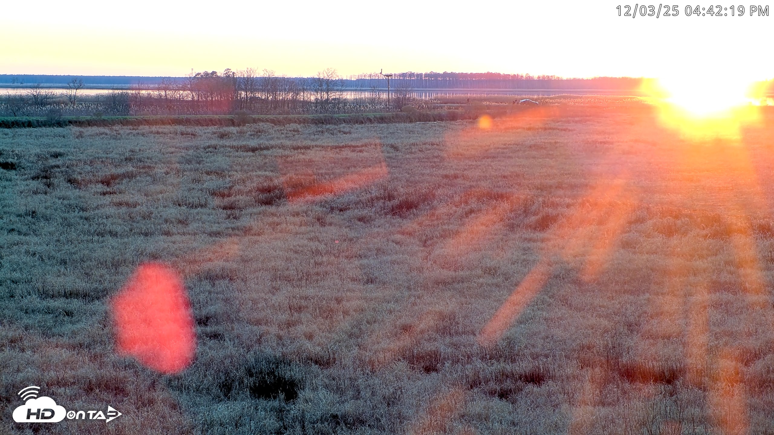 Snapshot of Blackwater Wildlife Refuge Waterfowl Live Webcam taken Dec 3, 2025, 4:42pm EST