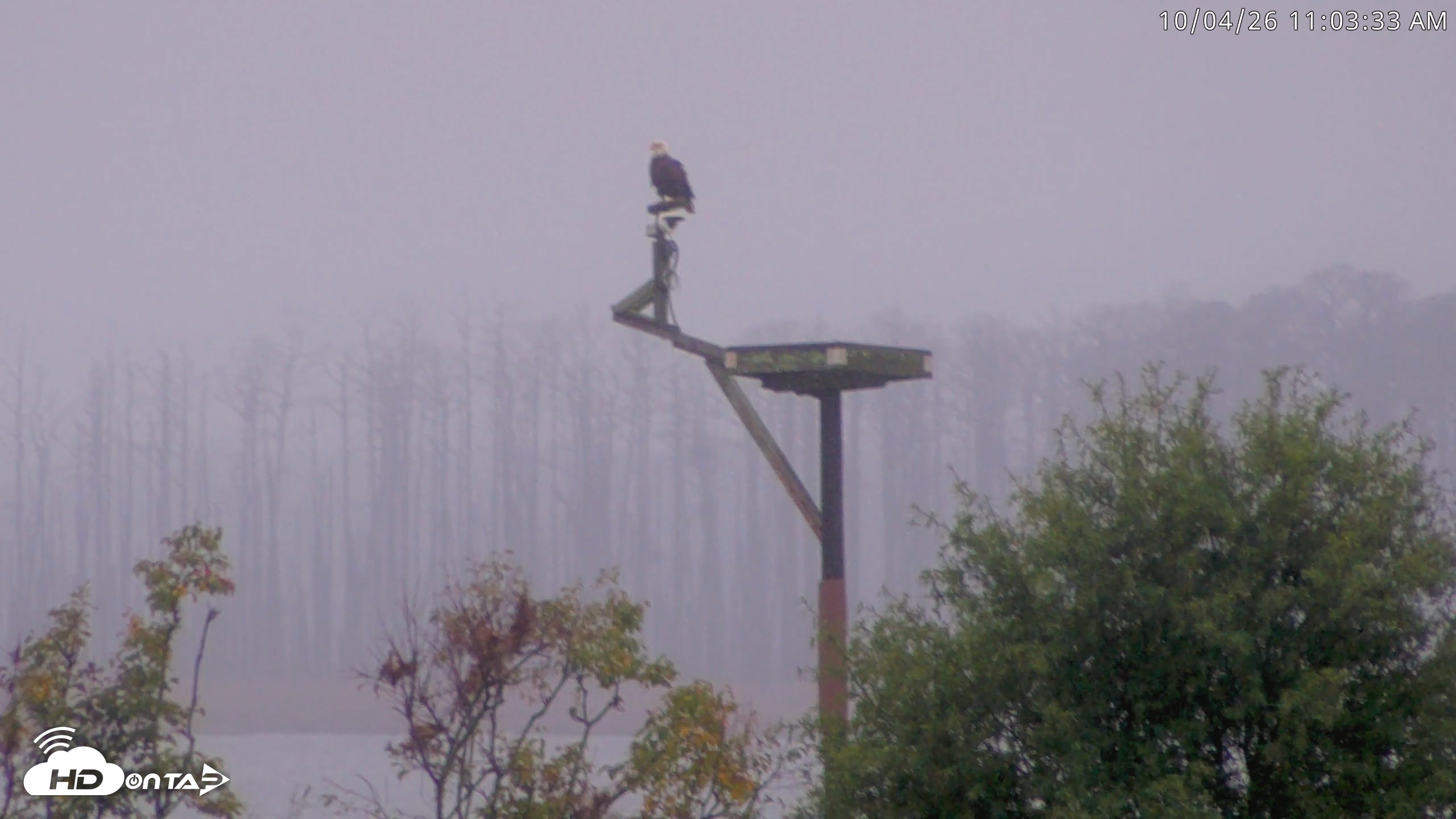 Snapshot of Blackwater Wildlife Refuge Waterfowl Live Webcam taken Oct 4, 2026, 11:04am EDT