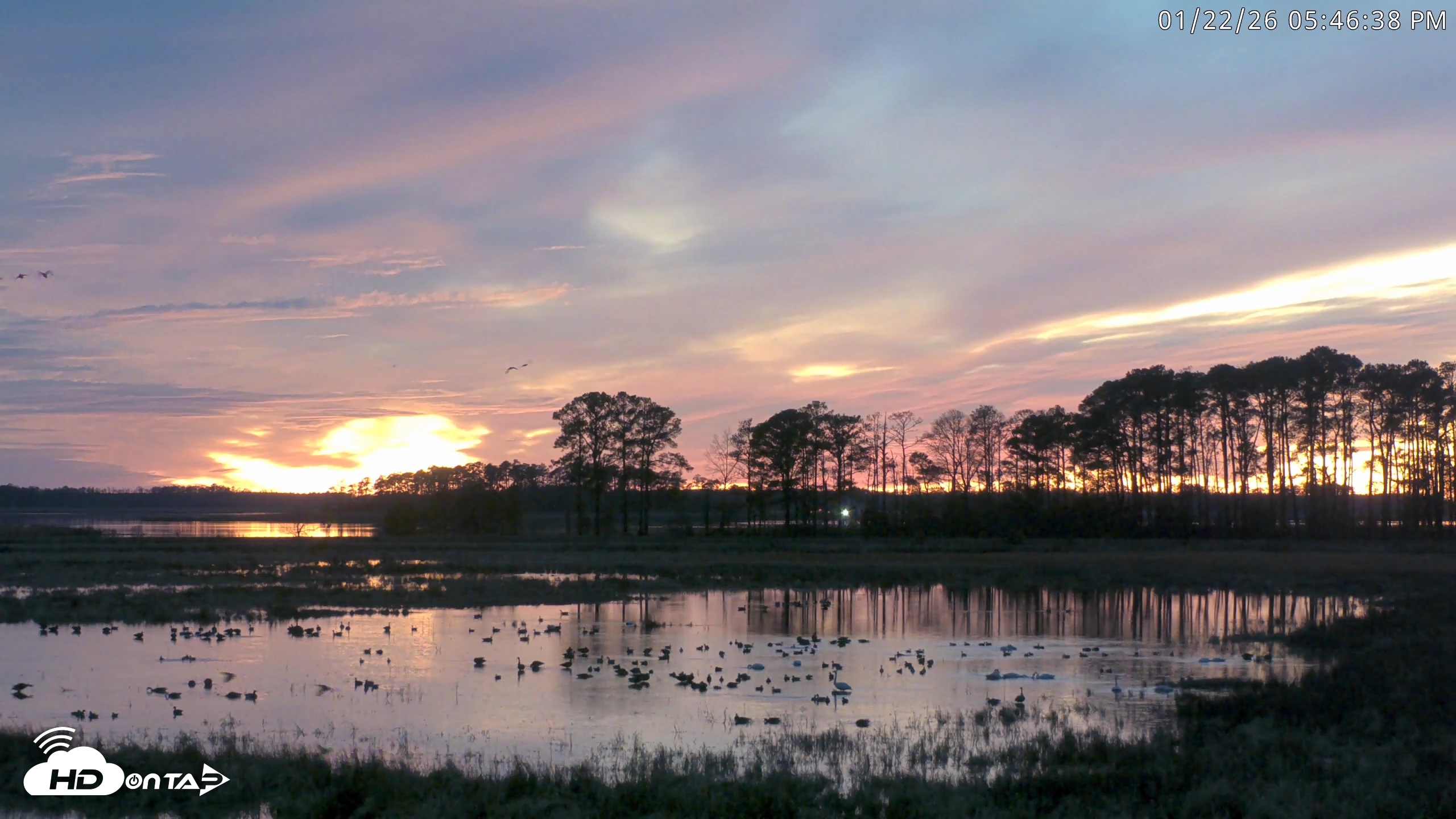 Snapshot of Blackwater Wildlife Refuge Waterfowl Live Webcam taken Jan 22, 2026, 5:47pm EST