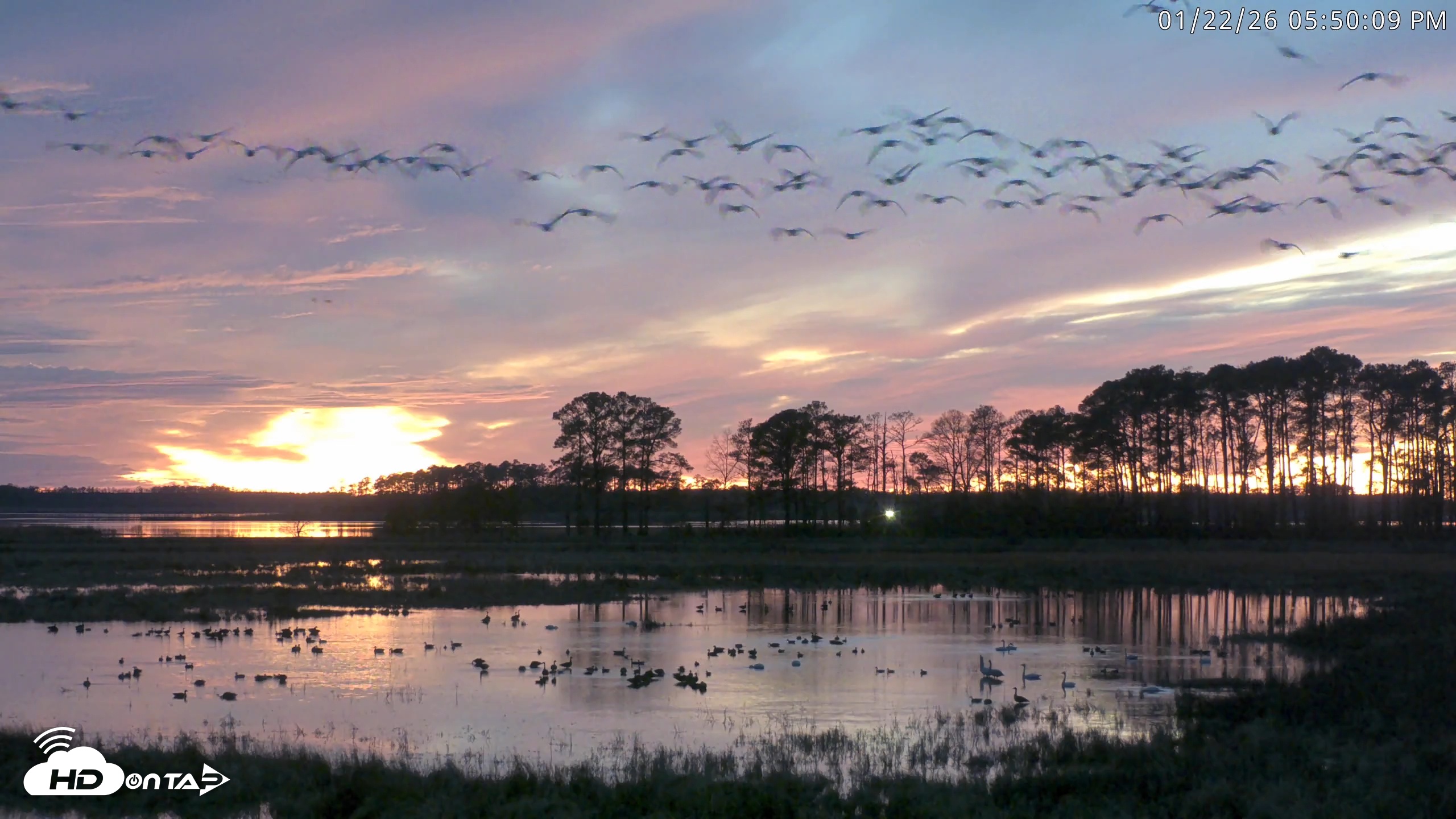 Snapshot of Blackwater Wildlife Refuge Waterfowl Live Webcam taken Jan 22, 2026, 5:50pm EST