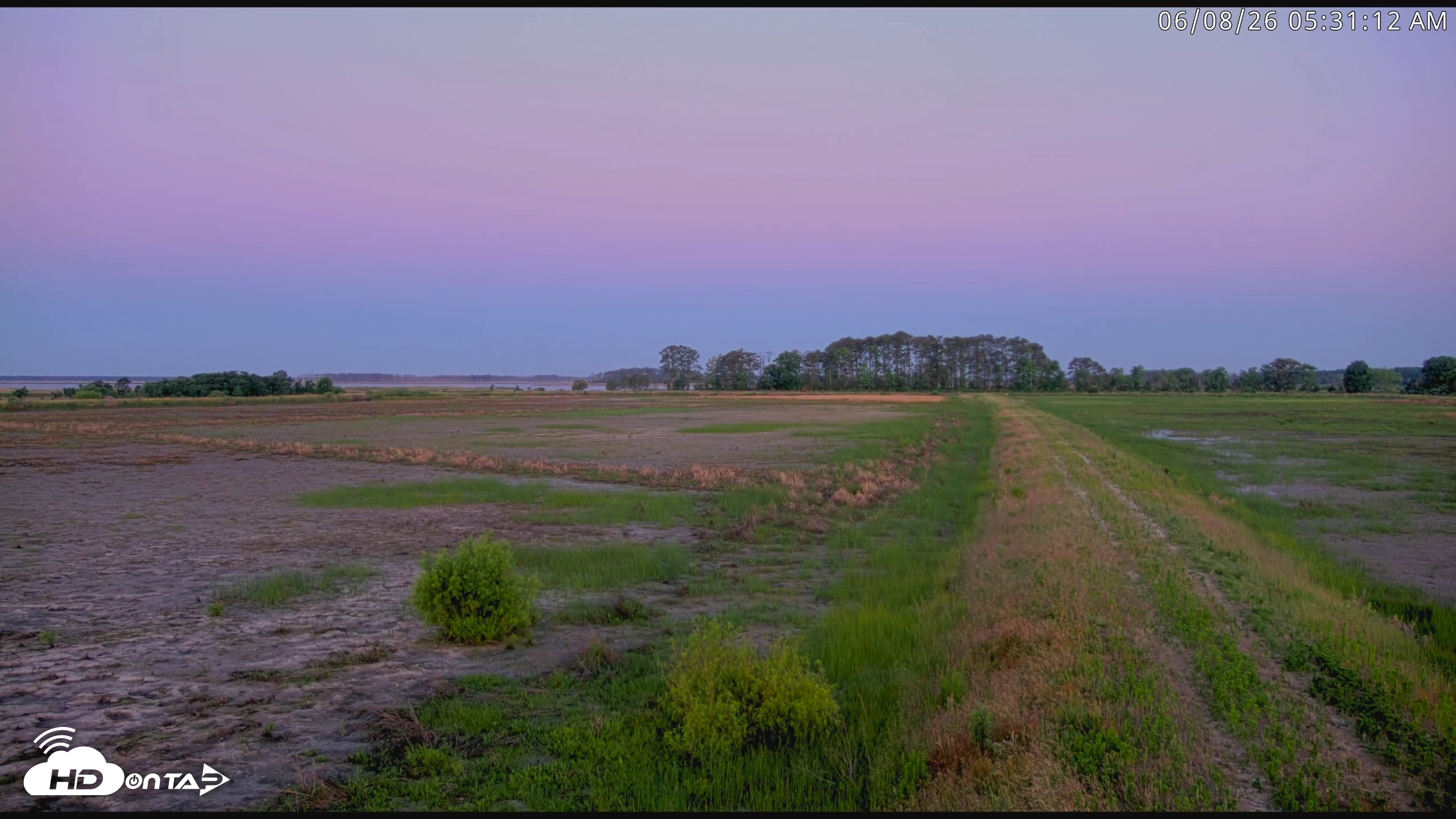 Snapshot of Blackwater Wildlife Refuge Waterfowl Live Webcam taken Jun 8, 2026, 5:31am EDT