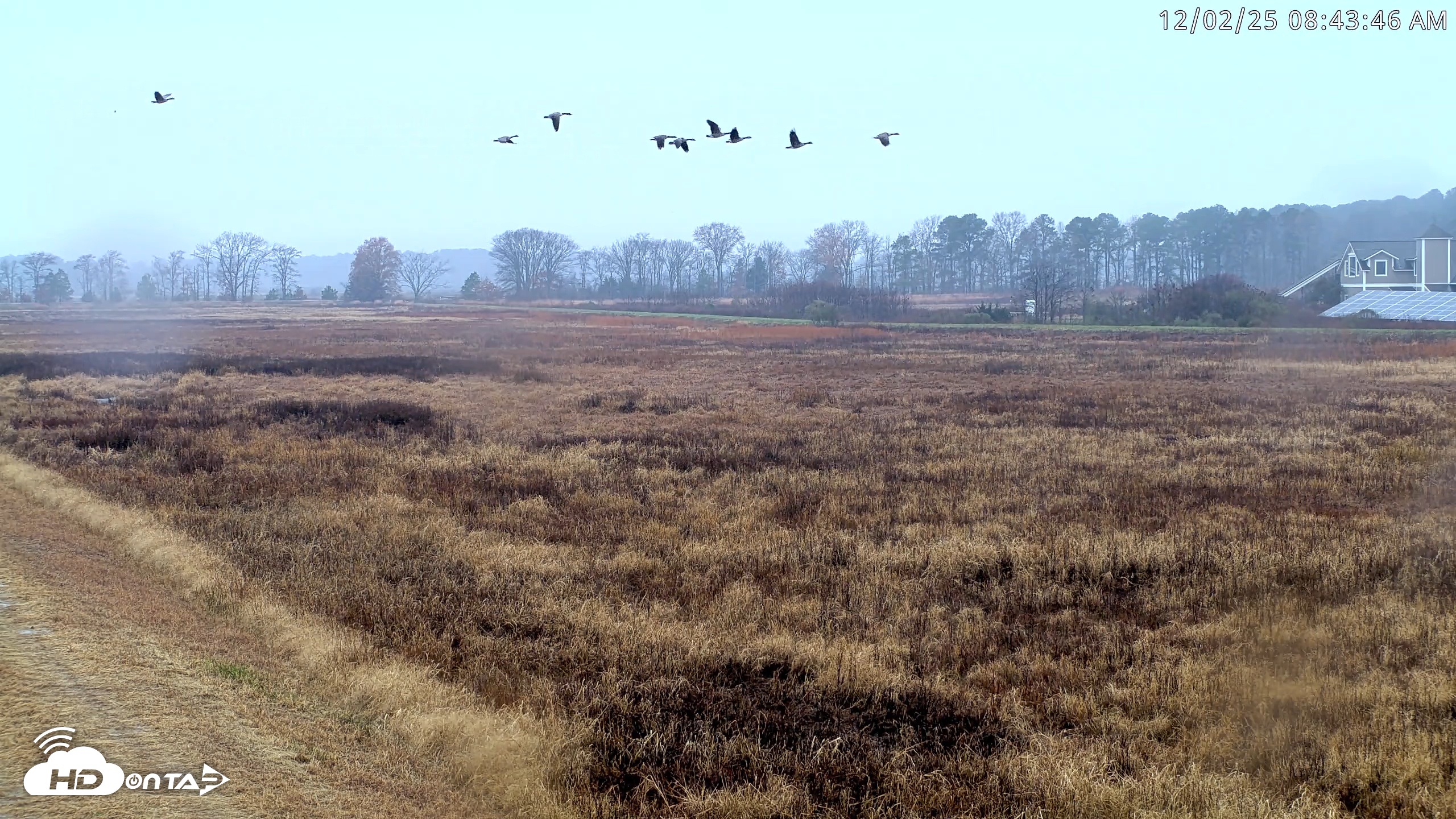 Snapshot of Blackwater Wildlife Refuge Waterfowl Live Webcam taken Dec 2, 2025, 8:42am EST