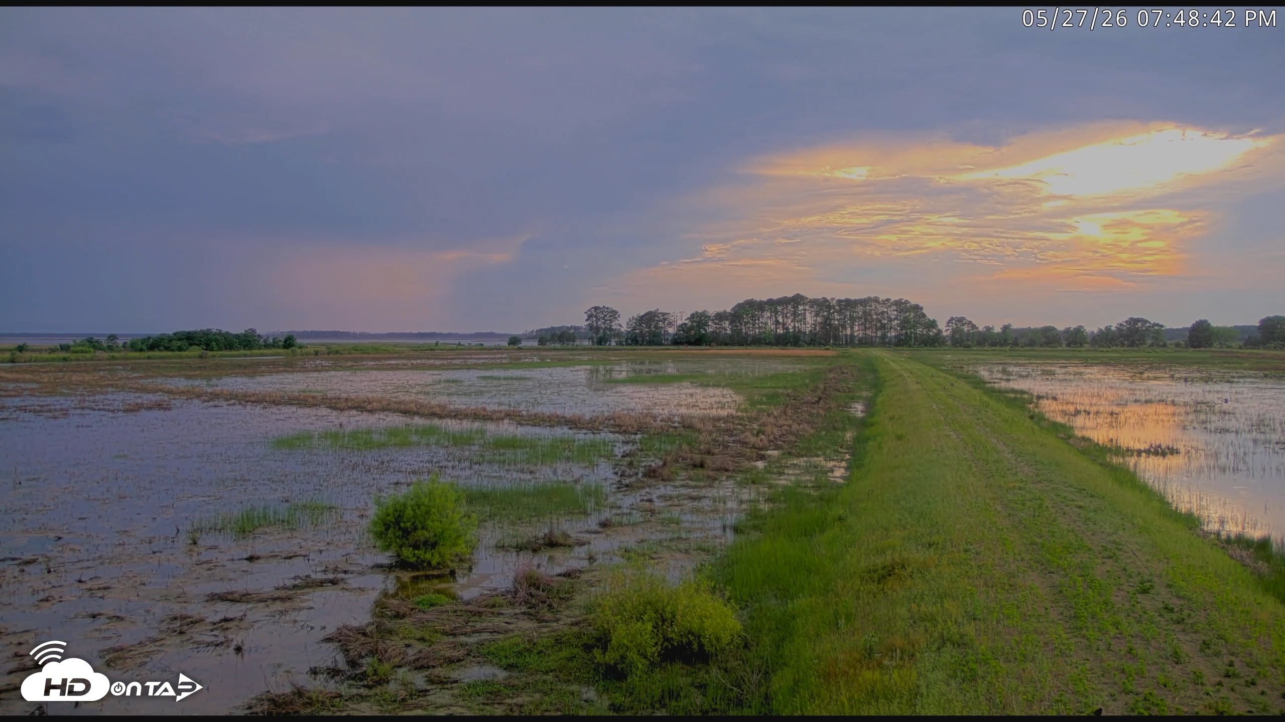 Snapshot of Blackwater Wildlife Refuge Waterfowl Live Webcam taken May 27, 2026, 7:49pm EDT