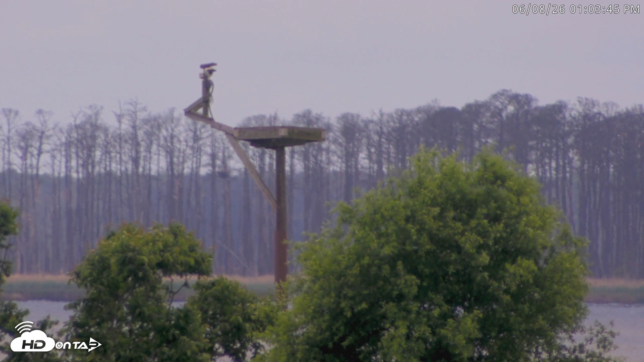 Snapshot of Blackwater Wildlife Refuge Waterfowl Live Webcam taken Jun 8, 2026, 1:05pm EDT
