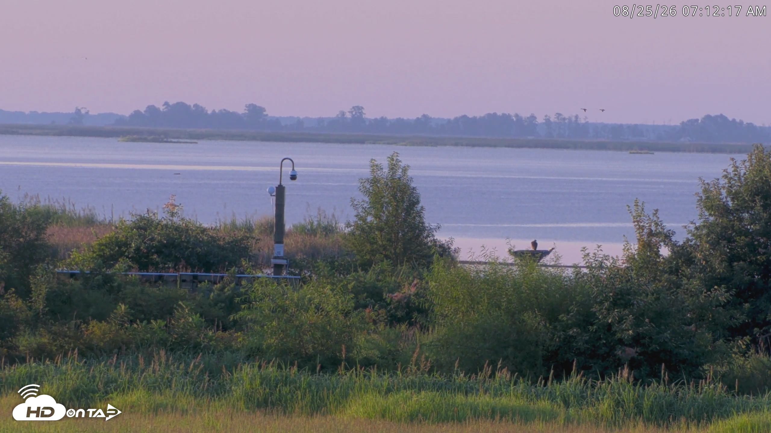 Snapshot of Blackwater Wildlife Refuge Waterfowl Live Webcam taken Aug 25, 2026, 7:12am EDT