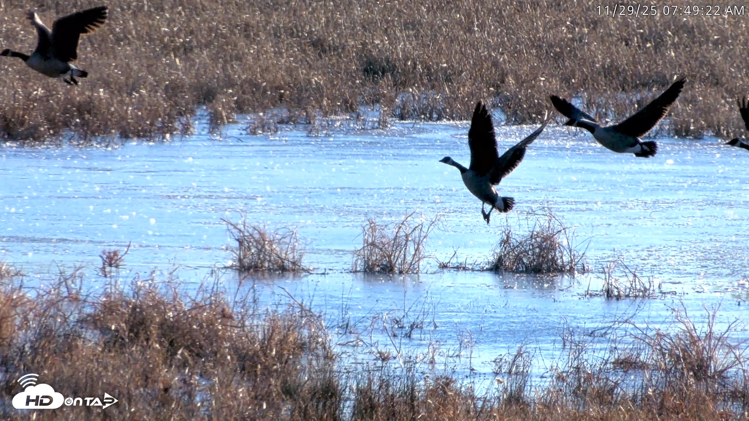 Snapshot of Blackwater Wildlife Refuge Waterfowl Live Webcam taken Nov 29, 2025, 7:48am EST