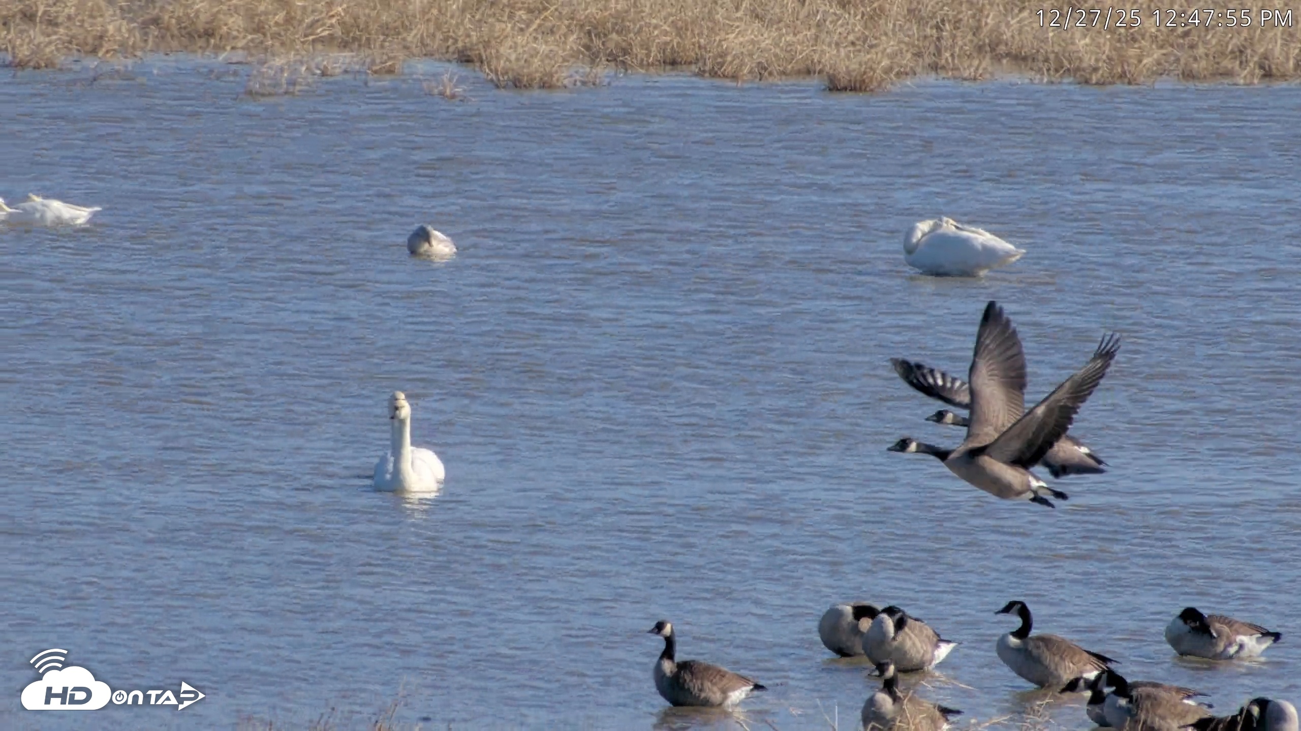 Snapshot of Blackwater Wildlife Refuge Waterfowl Live Webcam taken Dec 27, 2025, 12:47pm EST