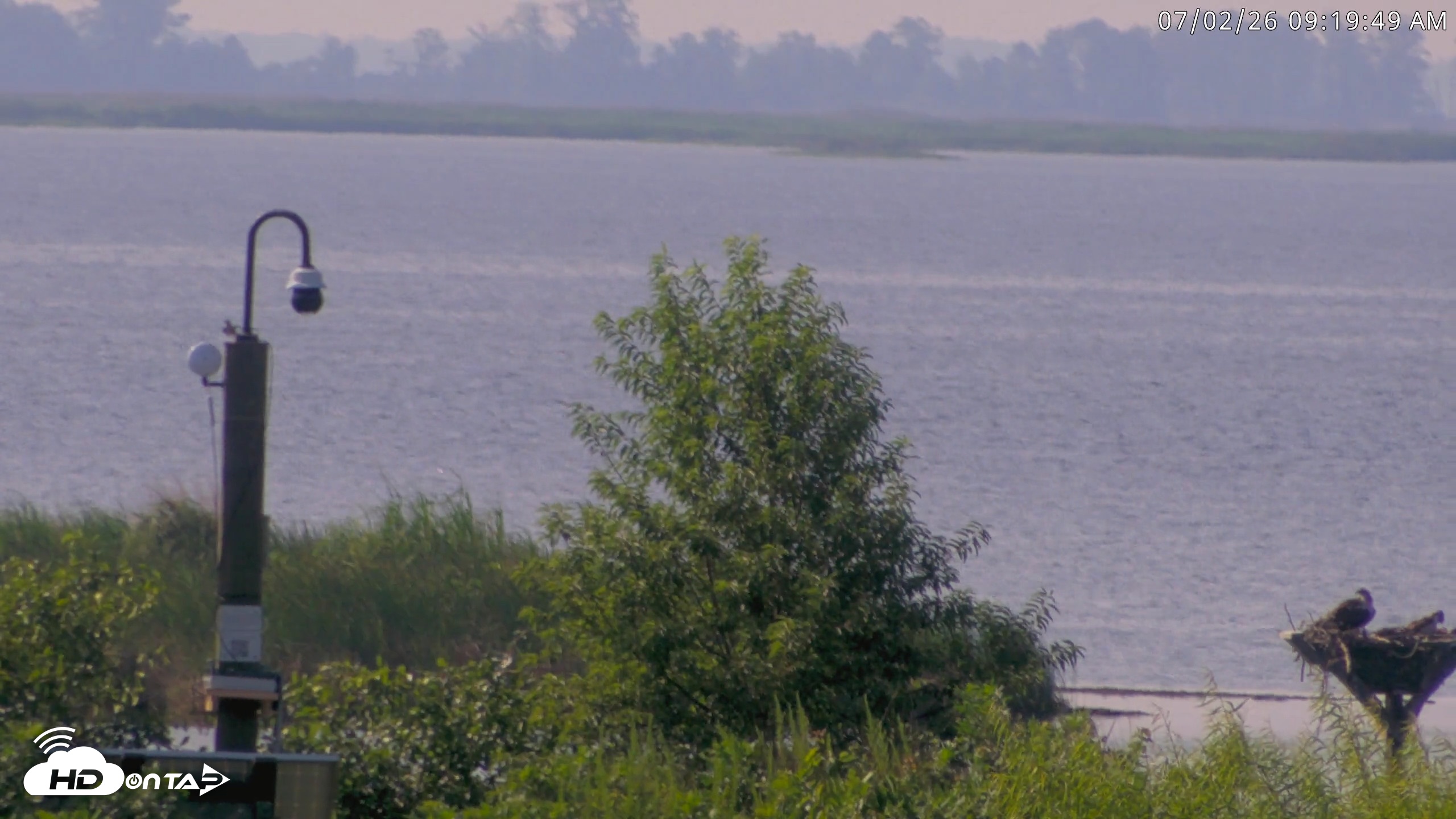 Snapshot of Blackwater Wildlife Refuge Waterfowl Live Webcam taken Jul 2, 2026, 9:20am EDT