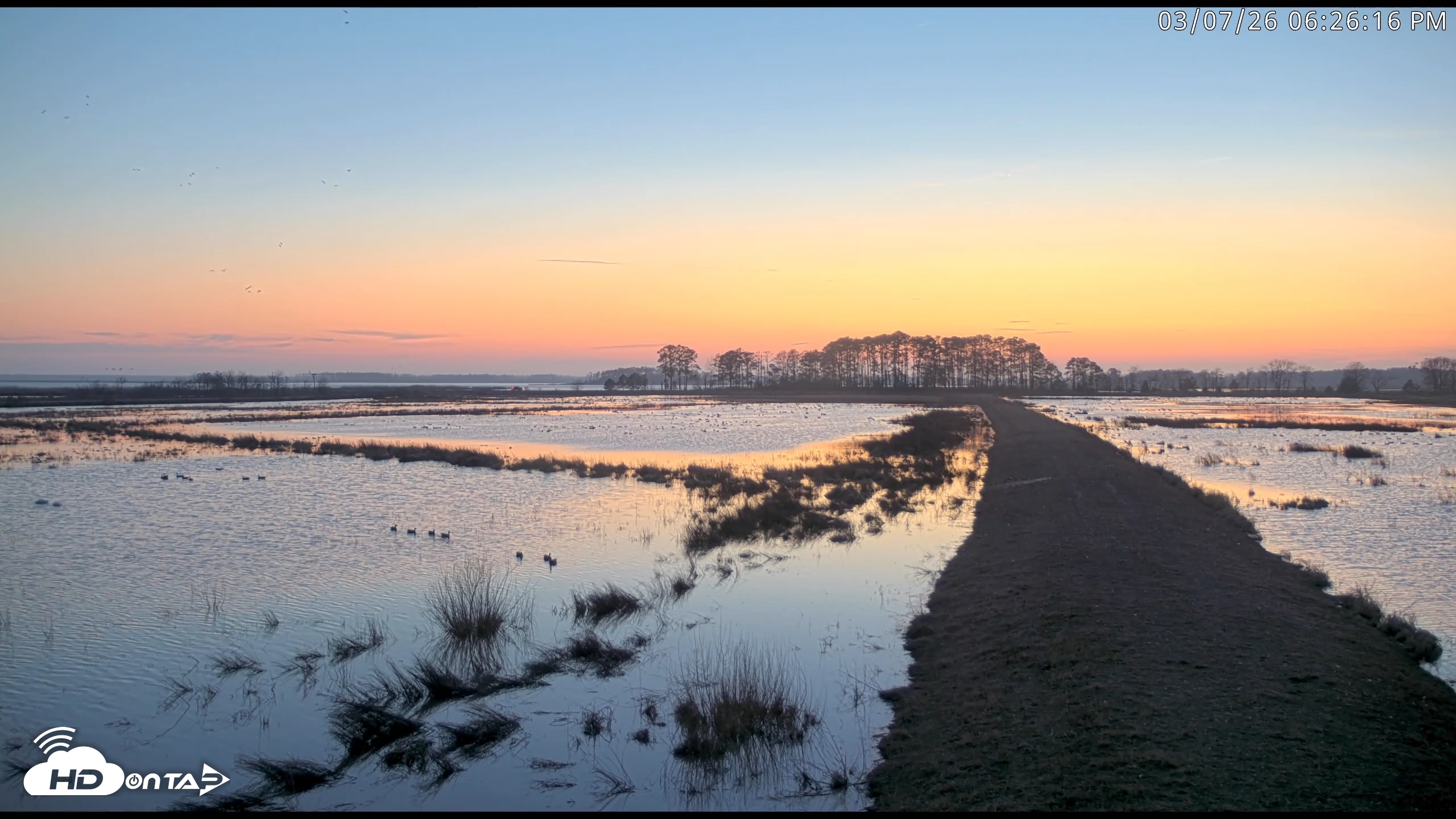 Snapshot of Blackwater Wildlife Refuge Waterfowl Live Webcam taken Mar 7, 2026, 6:27pm EST
