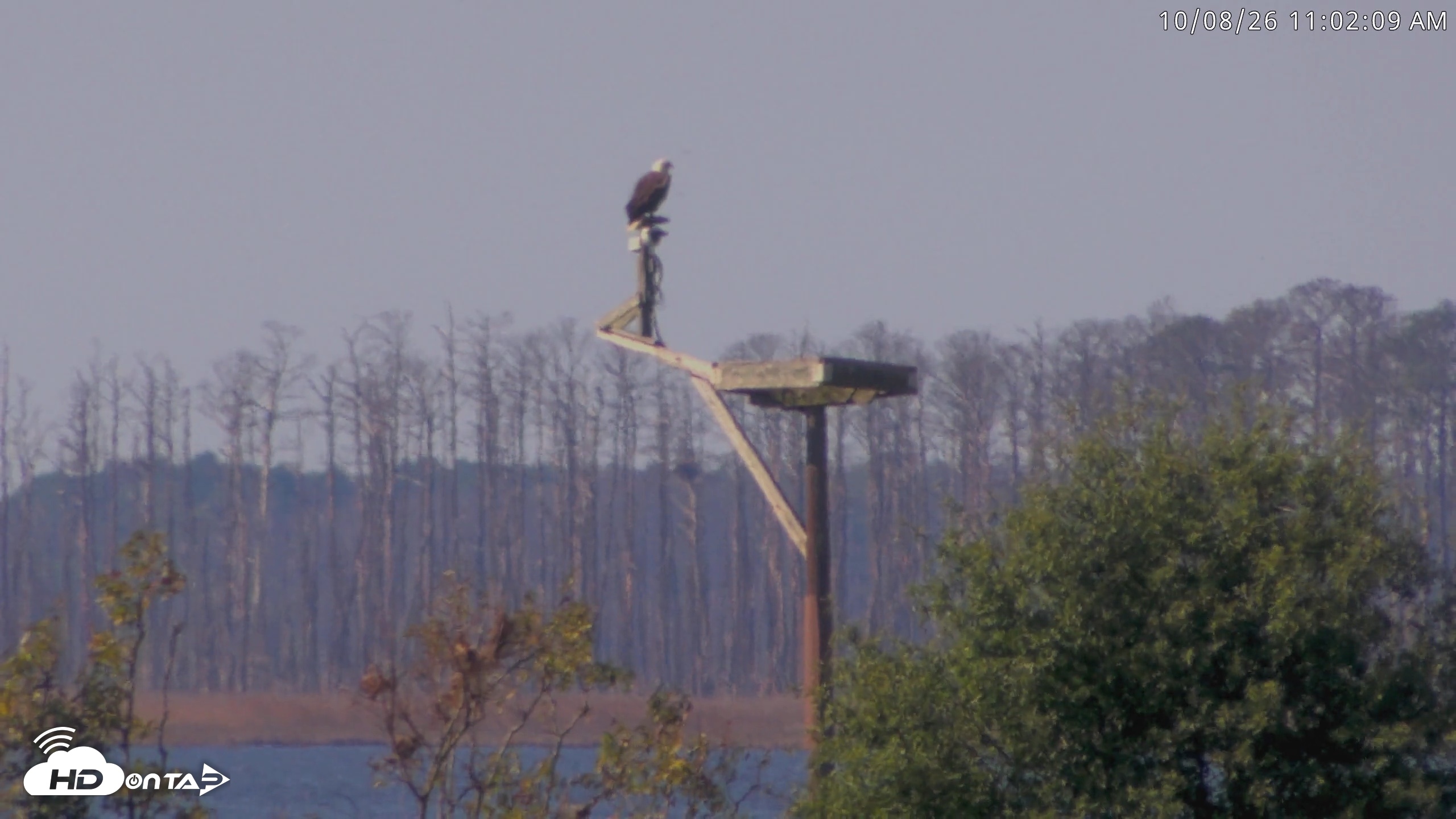 Snapshot of Blackwater Wildlife Refuge Waterfowl Live Webcam taken Oct 8, 2026, 11:02am EDT