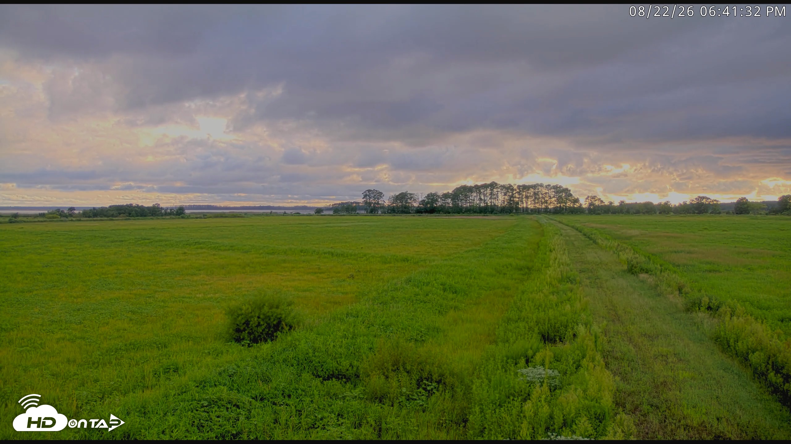 Snapshot of Blackwater Wildlife Refuge Waterfowl Live Webcam taken Aug 22, 2026, 6:42pm EDT