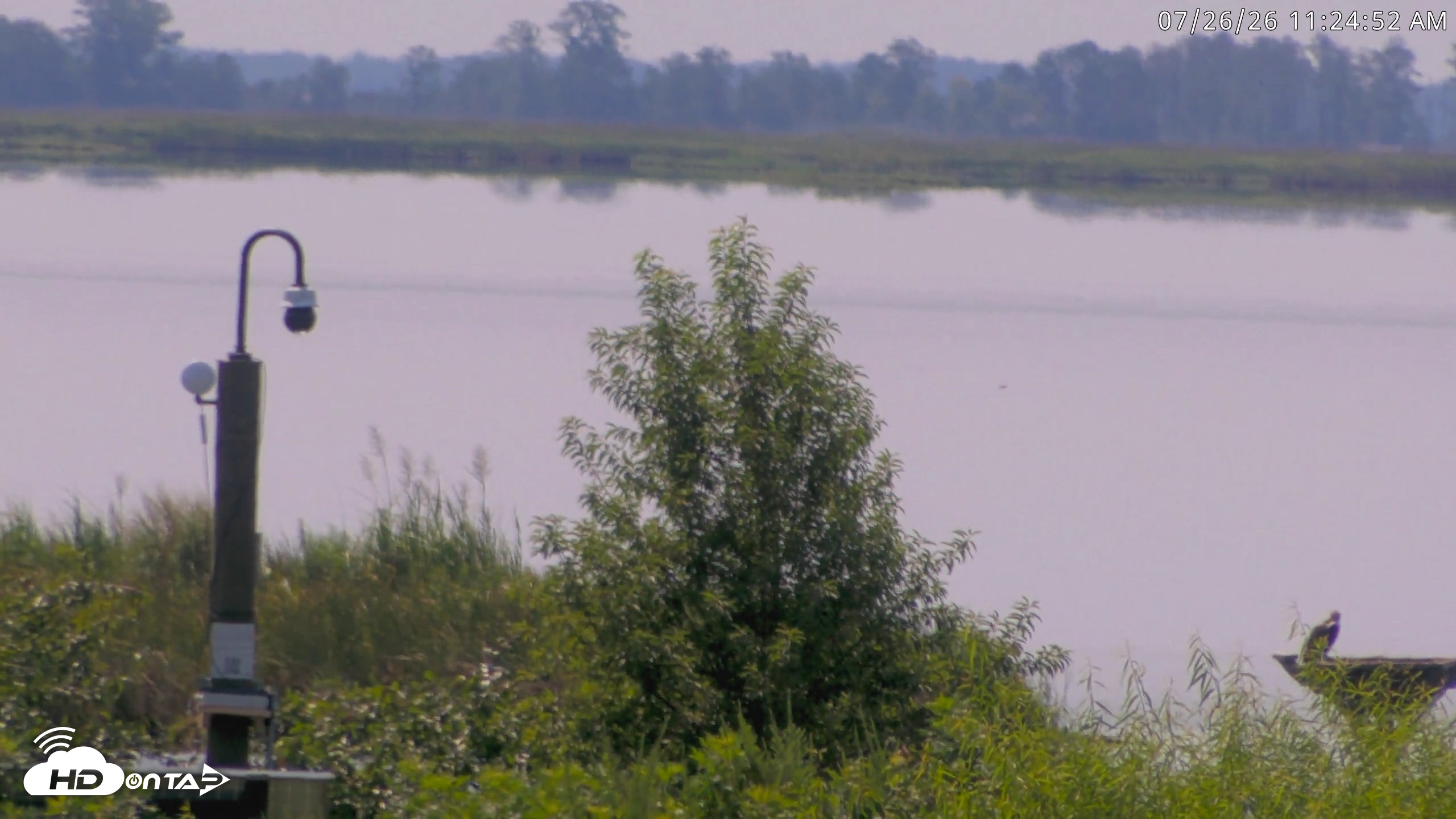 Snapshot of Blackwater Wildlife Refuge Waterfowl Live Webcam taken Jul 26, 2026, 11:25am EDT