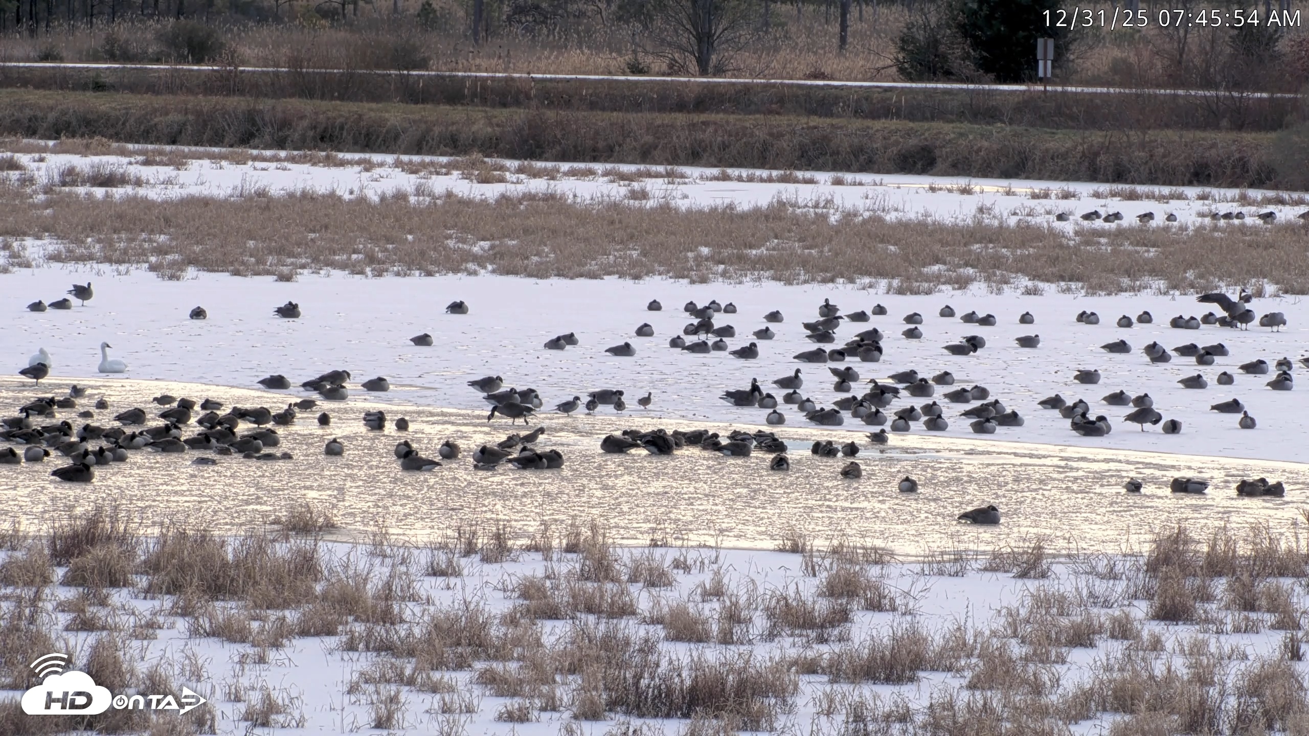Snapshot of Blackwater Wildlife Refuge Waterfowl Live Webcam taken Dec 31, 2025, 7:42am EST
