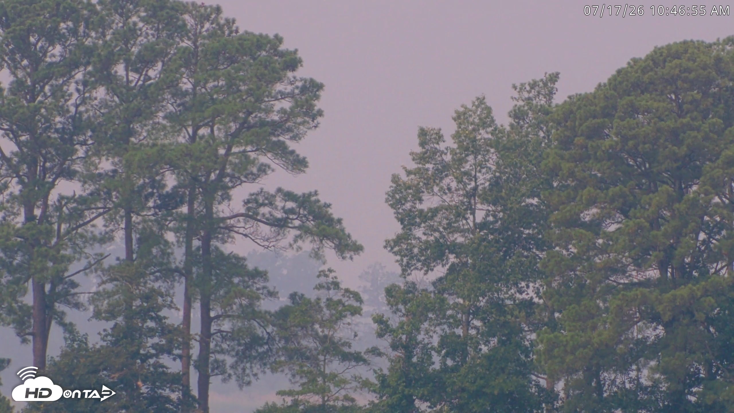 Snapshot of Blackwater Wildlife Refuge Waterfowl Live Webcam taken Jul 17, 2026, 10:47am EDT
