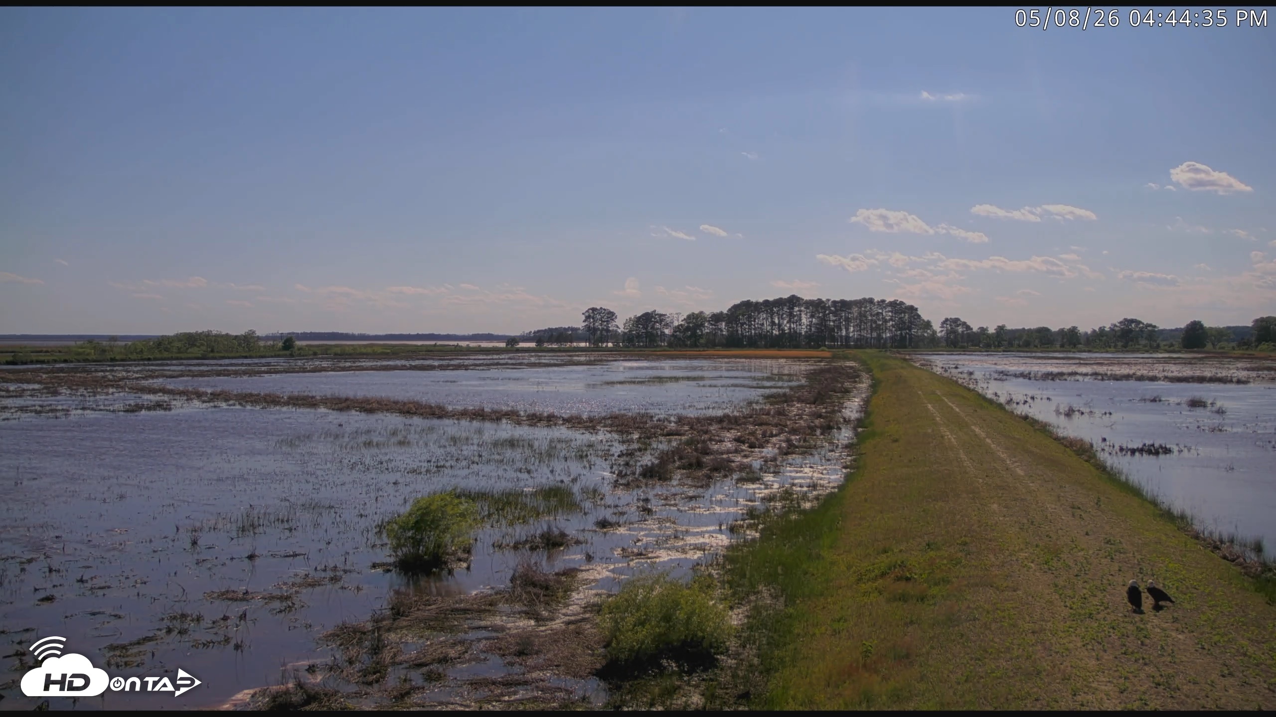 Snapshot of Blackwater Wildlife Refuge Waterfowl Live Webcam taken May 8, 2026, 4:45pm EDT