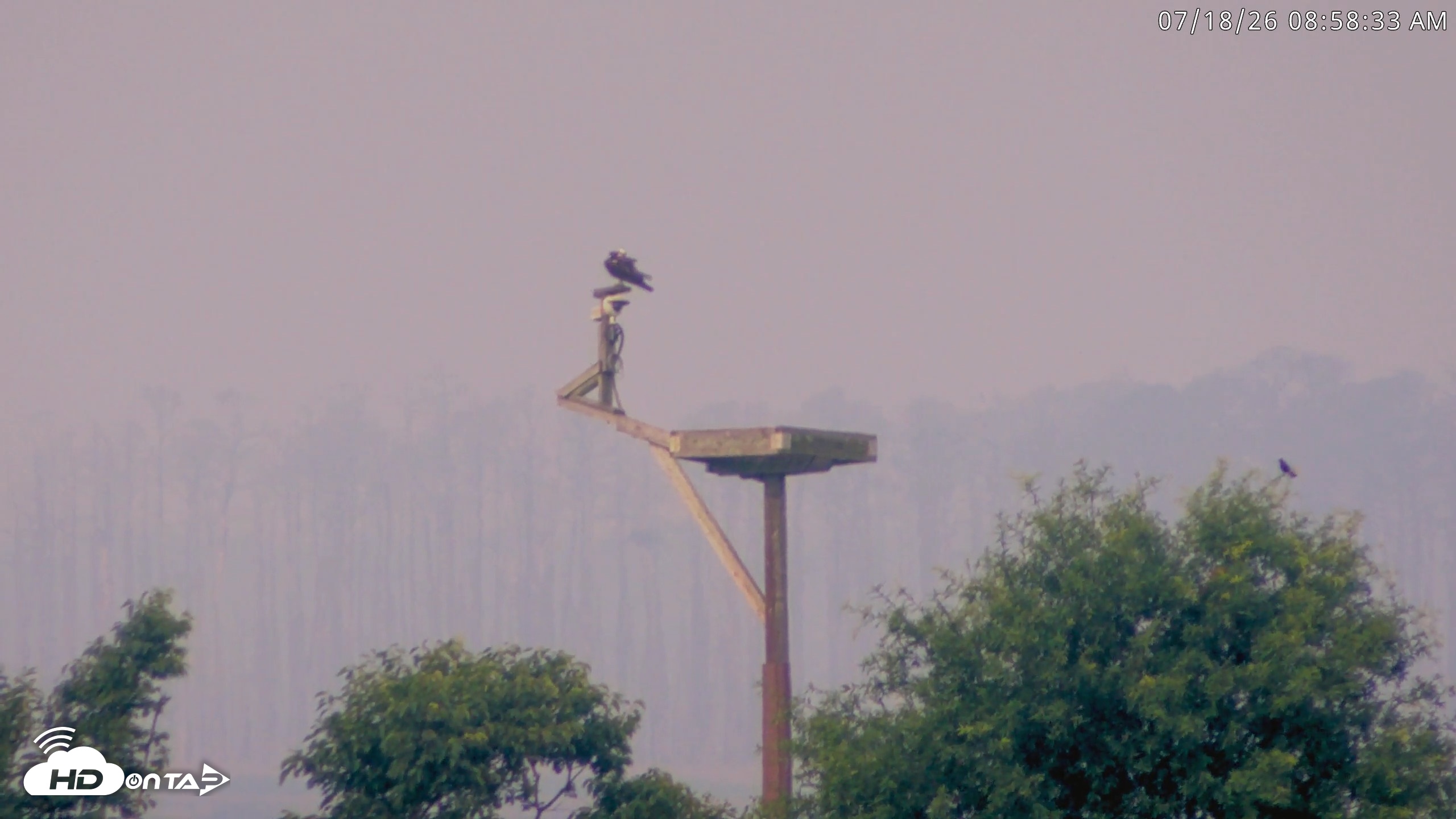 Snapshot of Blackwater Wildlife Refuge Waterfowl Live Webcam taken Jul 18, 2026, 8:59am EDT