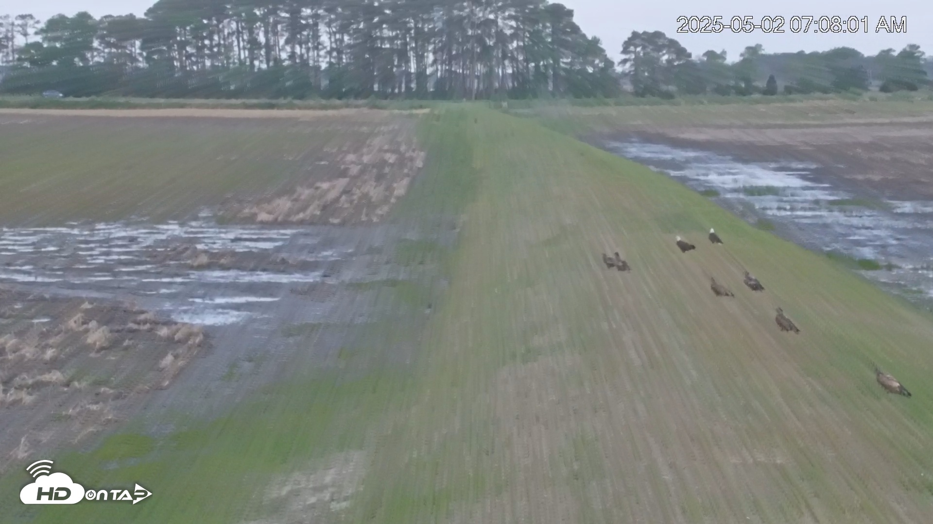 Snapshot of Blackwater Wildlife Refuge Waterfowl Live Webcam taken May 2, 2025, 7:09am EDT