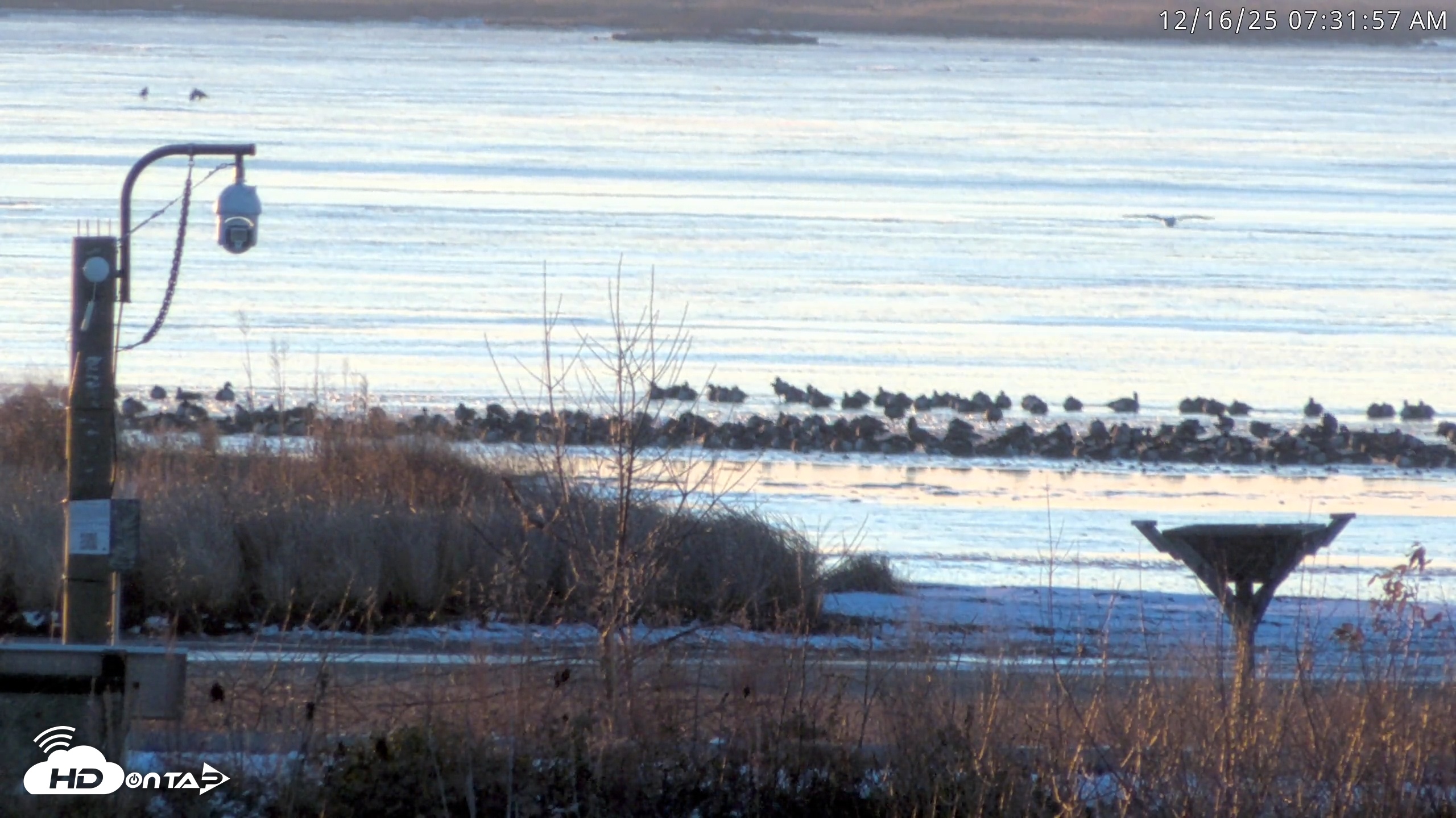Snapshot of Blackwater Wildlife Refuge Waterfowl Live Webcam taken Dec 16, 2025, 7:30am EST