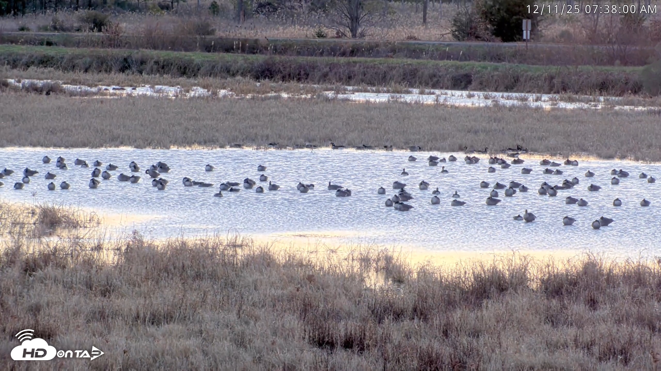 Snapshot of Blackwater Wildlife Refuge Waterfowl Live Webcam taken Dec 11, 2025, 7:37am EST