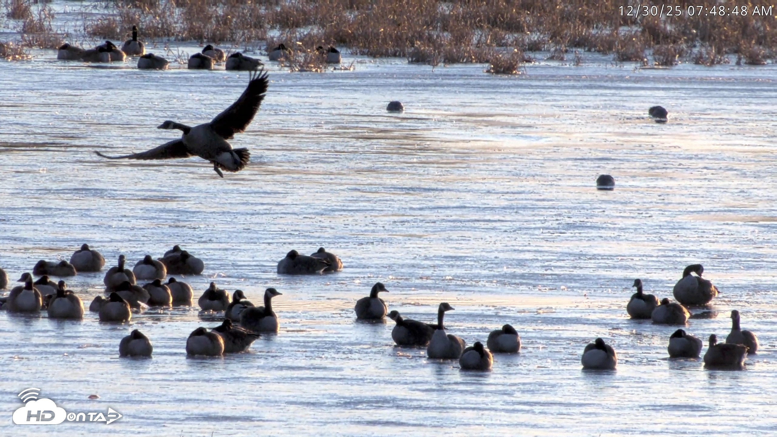 Snapshot of Blackwater Wildlife Refuge Waterfowl Live Webcam taken Dec 30, 2025, 7:47am EST