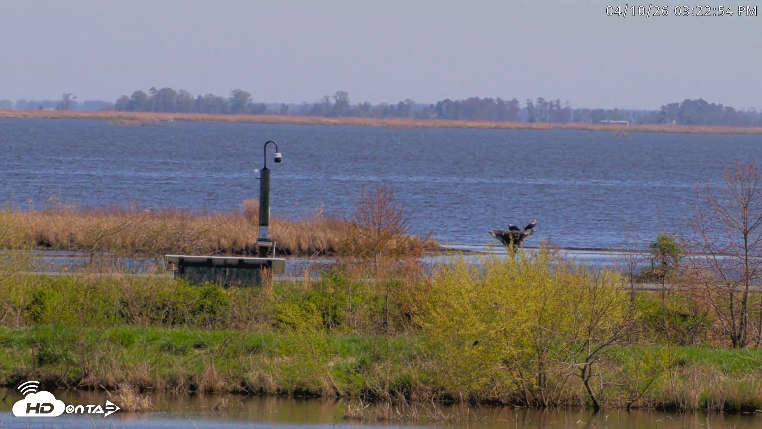 Snapshot of Blackwater Wildlife Refuge Waterfowl Live Webcam taken Apr 10, 2026, 3:23pm EDT