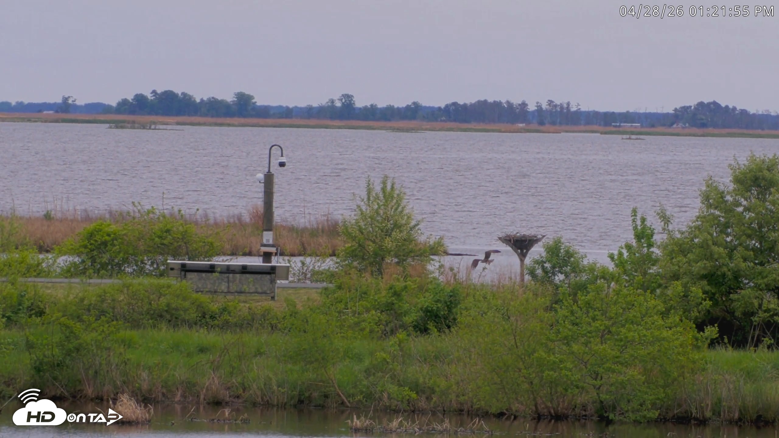 Snapshot of Blackwater Wildlife Refuge Waterfowl Live Webcam taken Apr 28, 2026, 1:22pm EDT